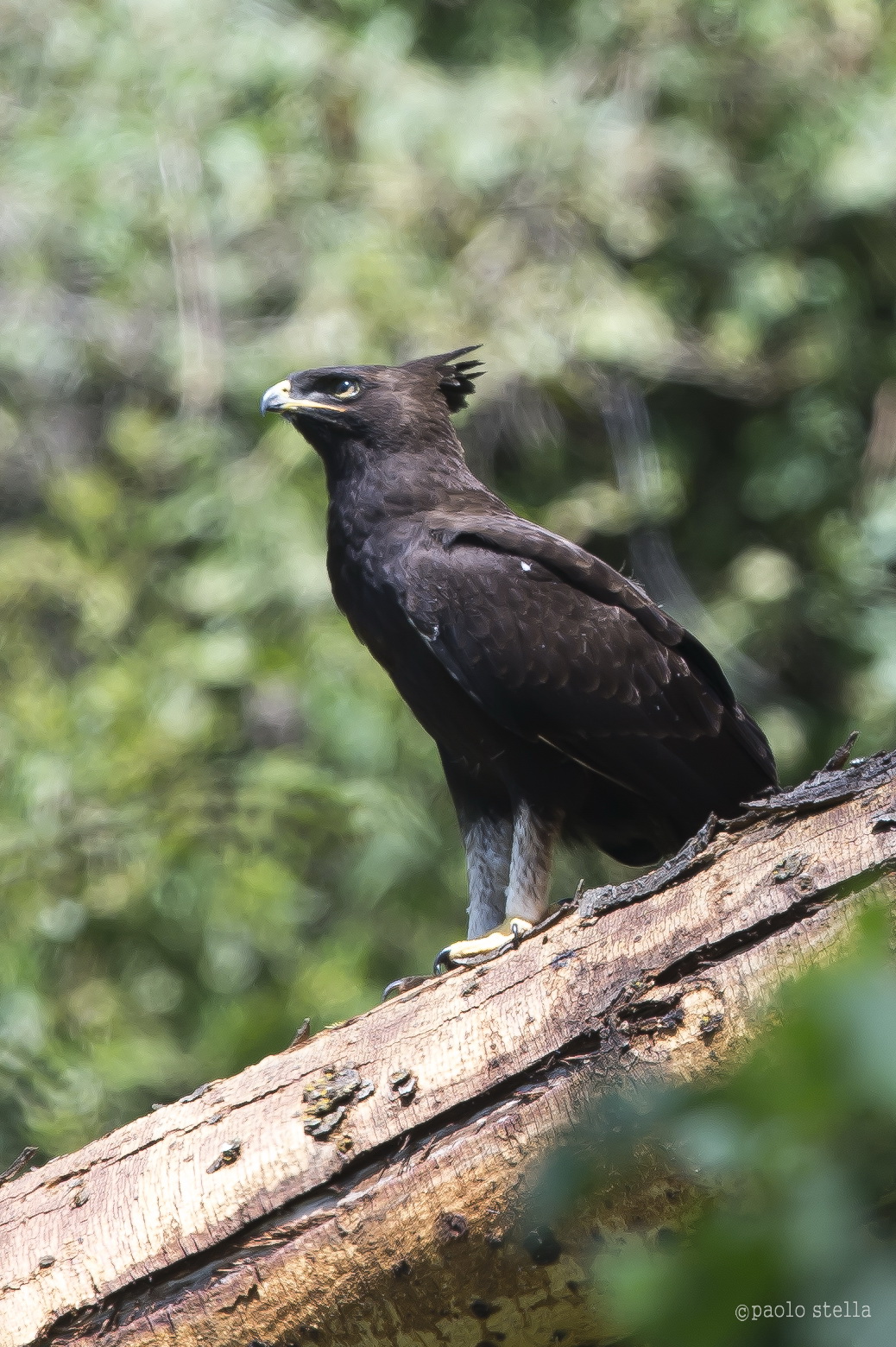 black crested eagle 1