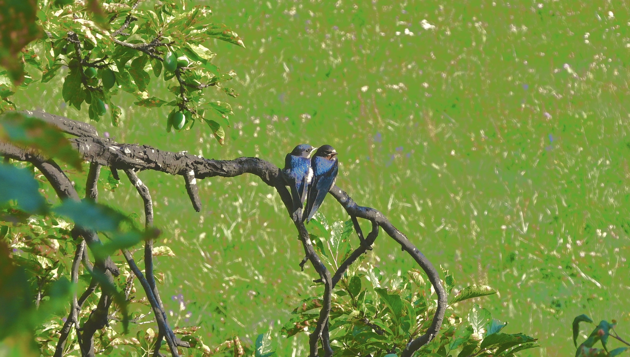 Love on the branches