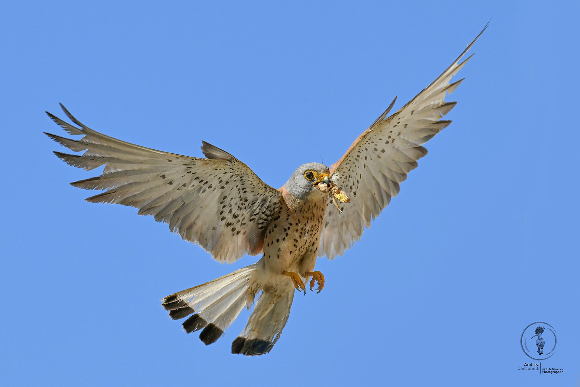 Lesser Kestrel (m) - Falco naumanni