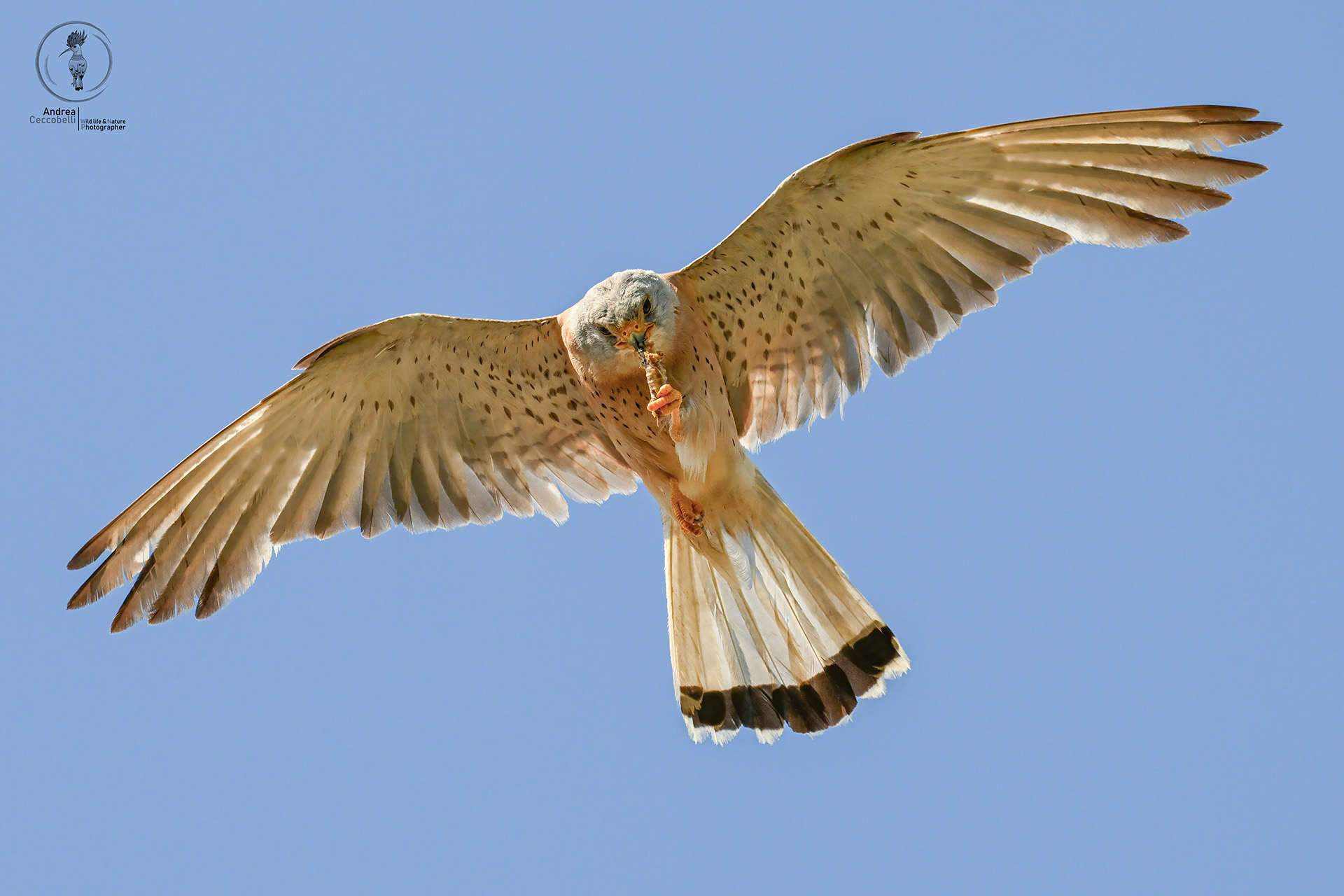 Grillai (m) - Falco naumanni