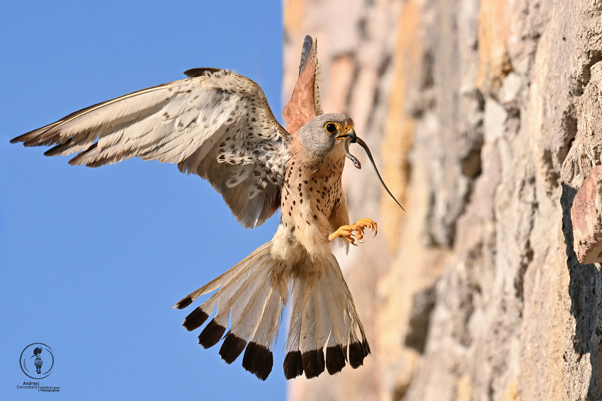 Grillai (m) - Falco naumanni