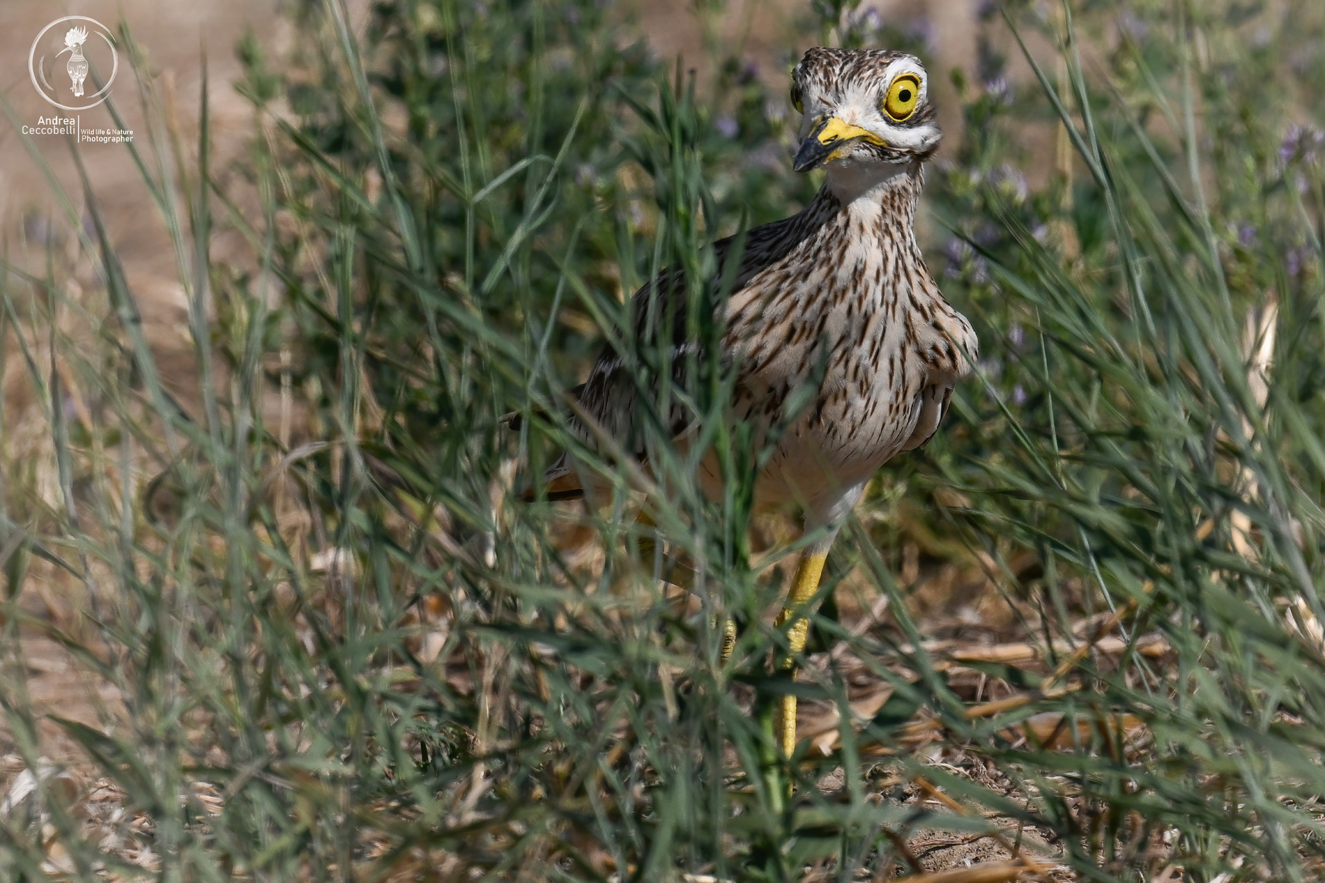 Occhione comune - Burhinus oedicnemus