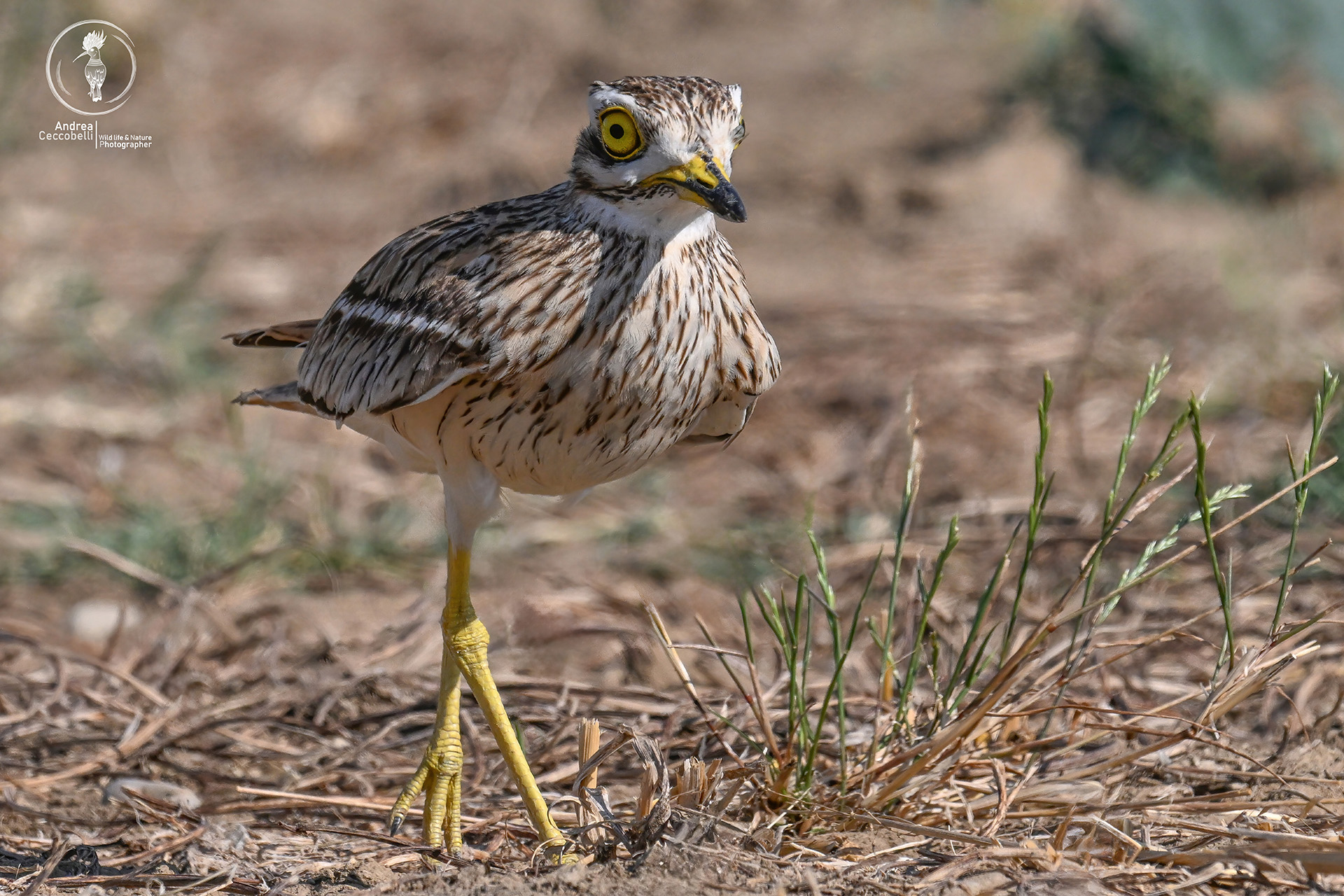Occhione comune - Burhinus oedicnemus