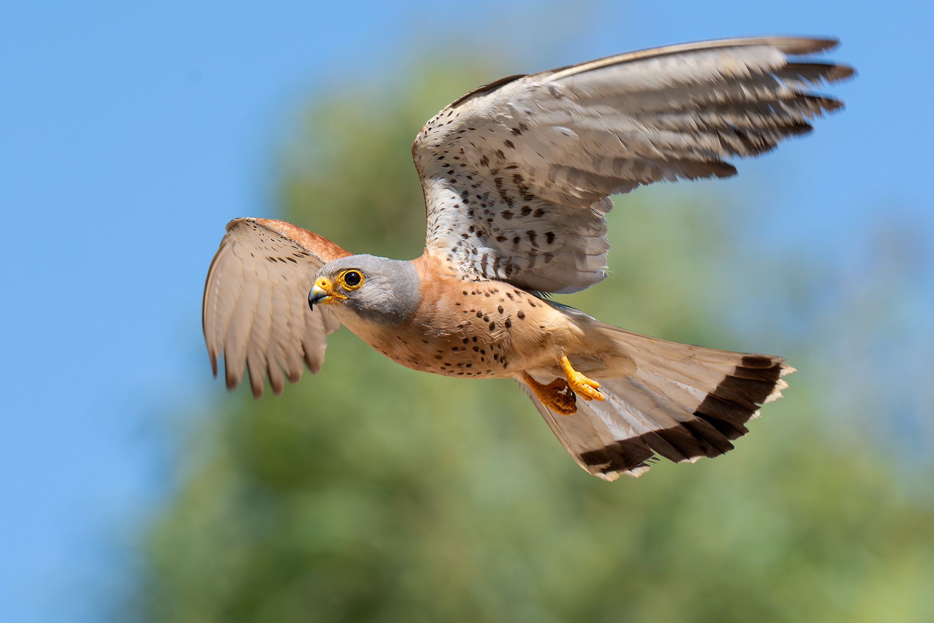 Lesser Kestrel (male) in flight