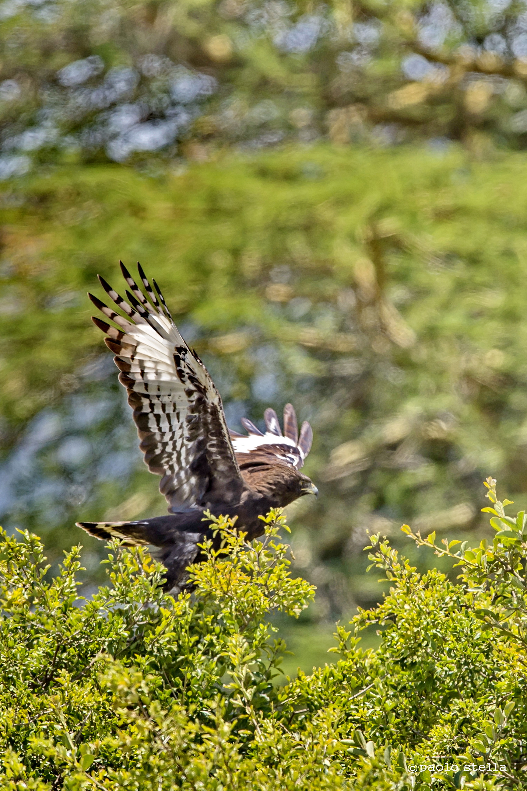 black crested eagle 2