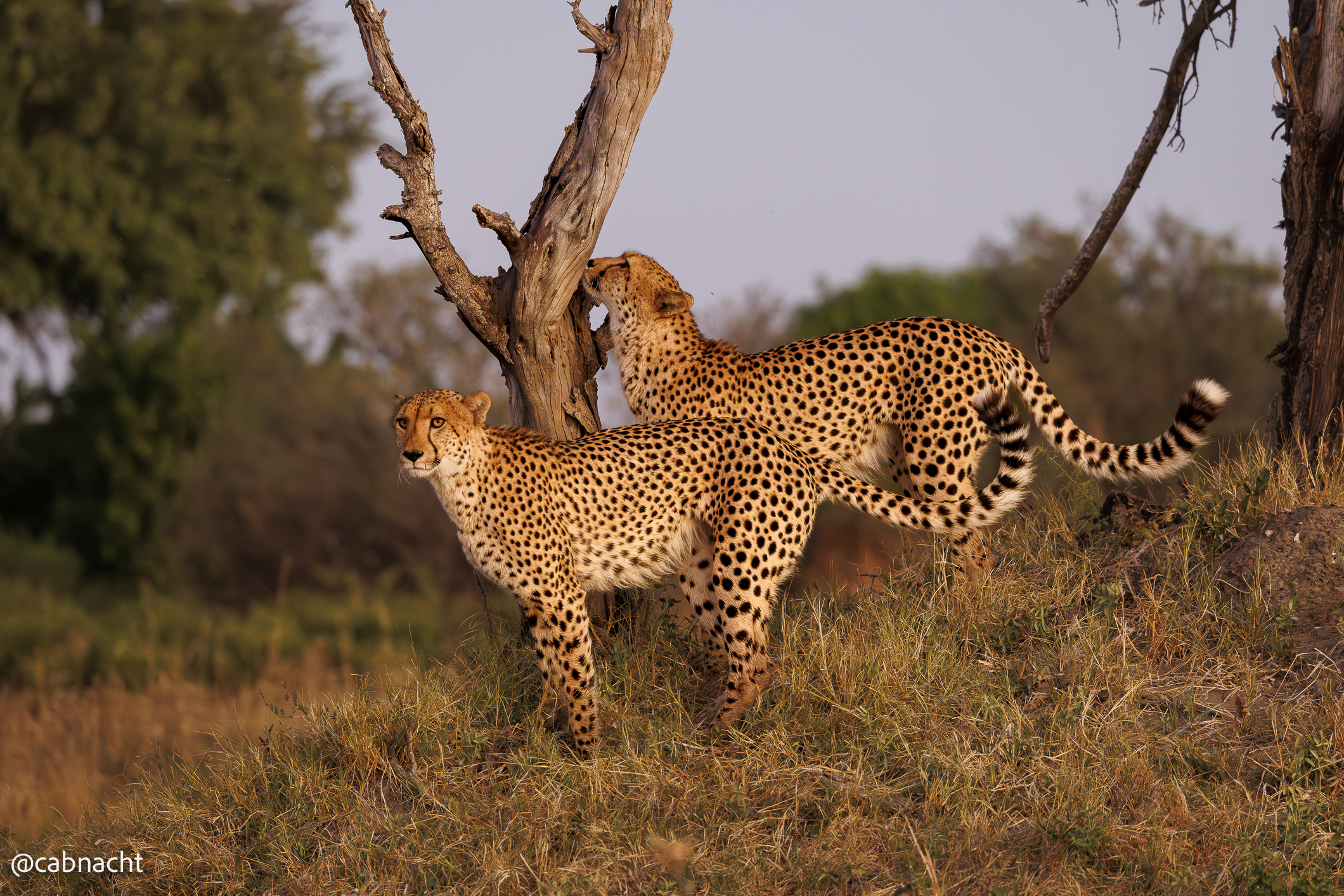 Two Brothers at sunset
