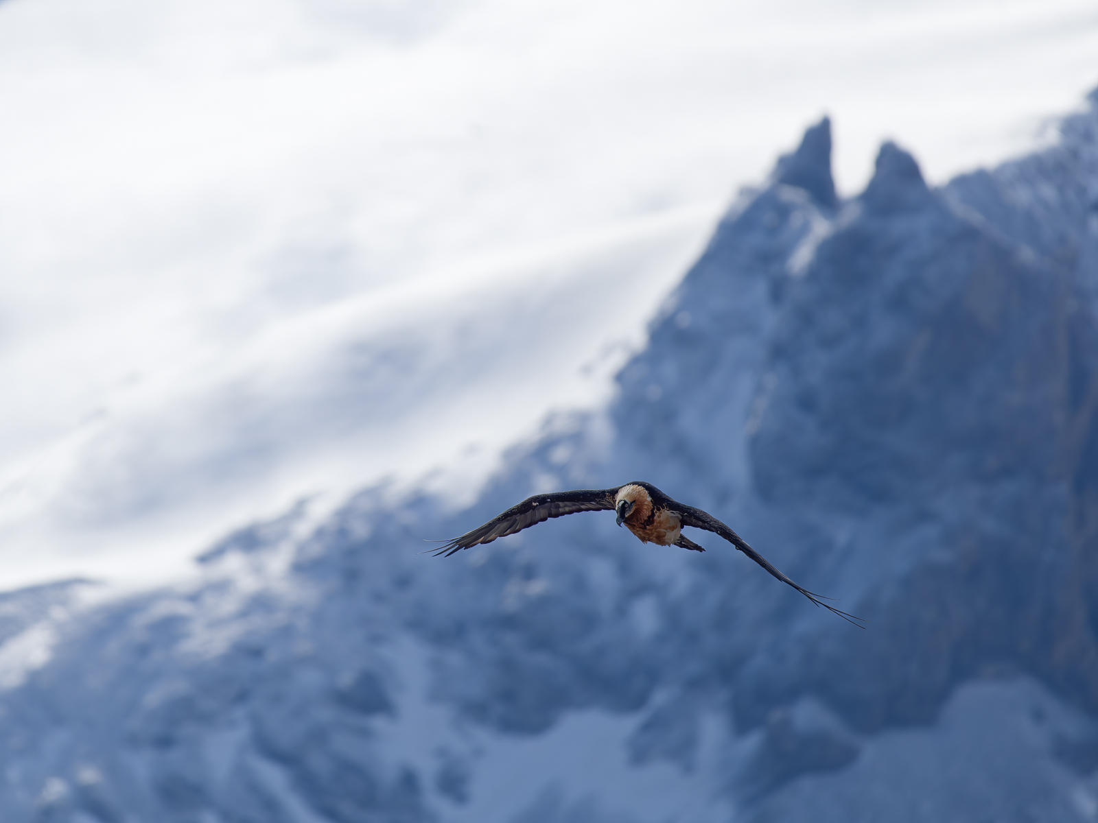 Bearded vulture in flight