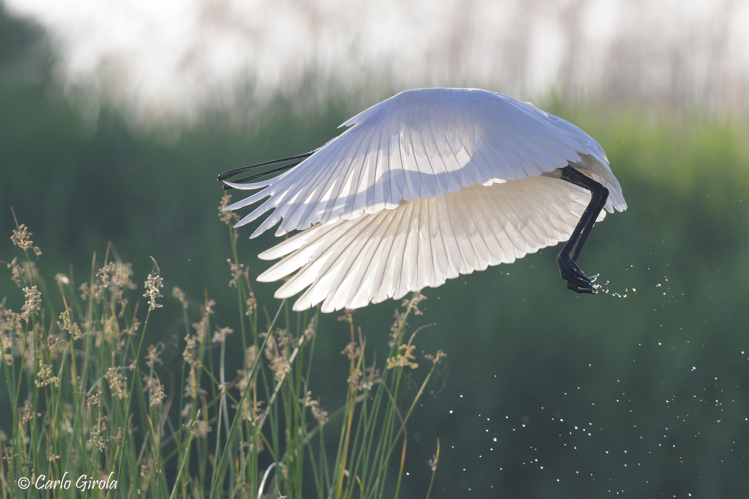 Spatola (Platalea leucorodia)