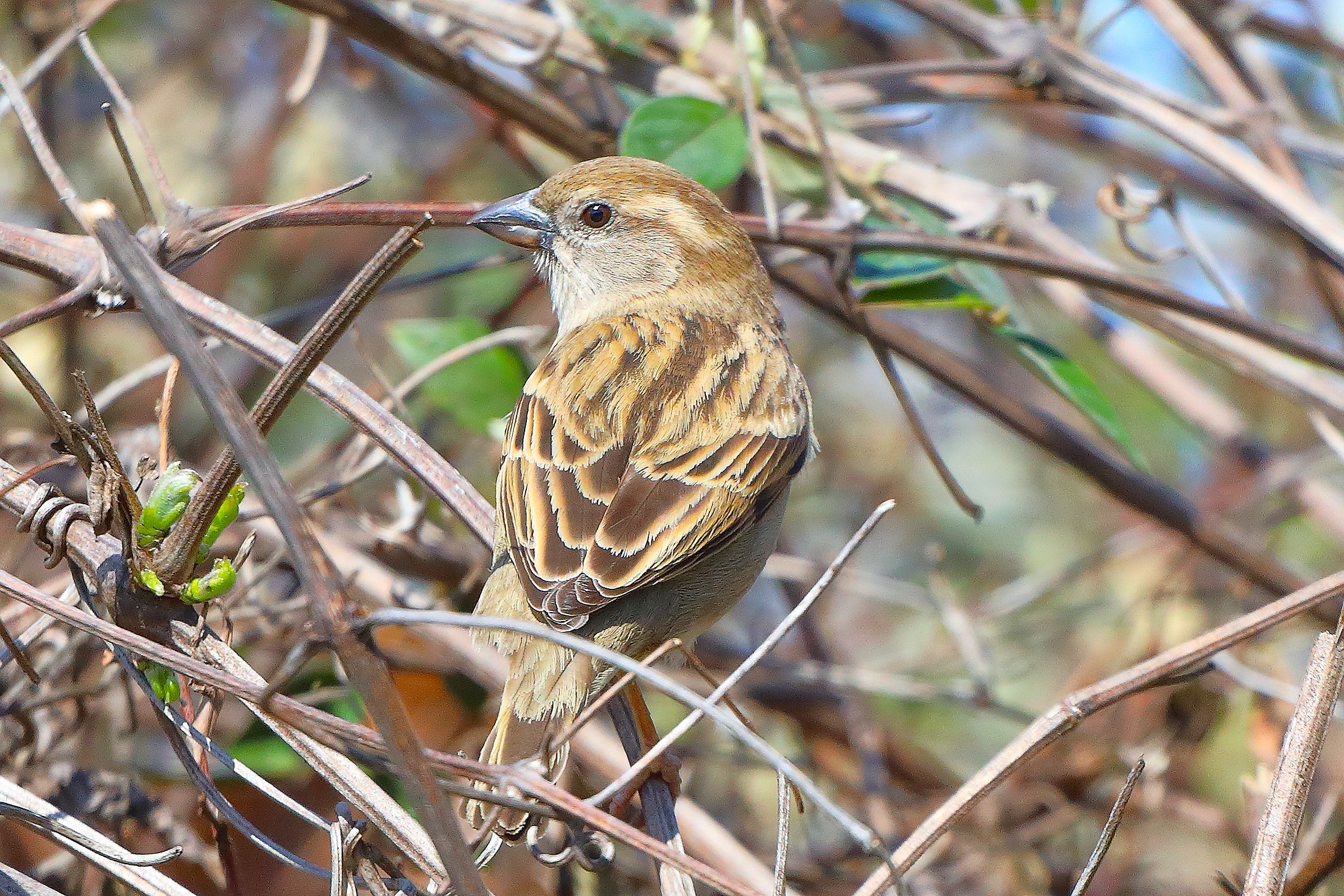 Passero 27 marzo 2025 - 0114