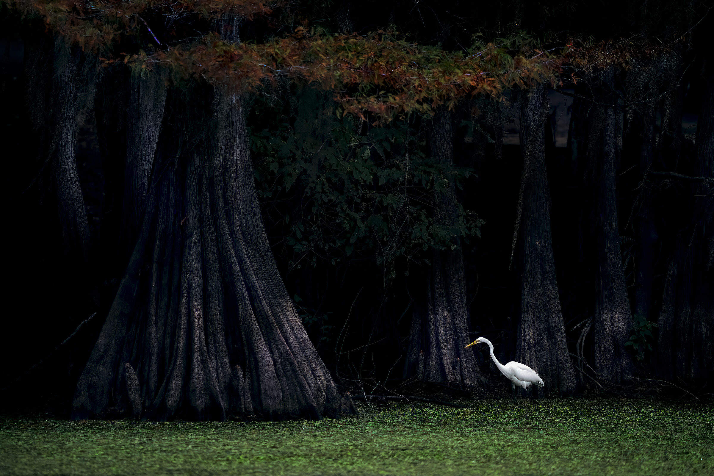 Heron among the cypresses