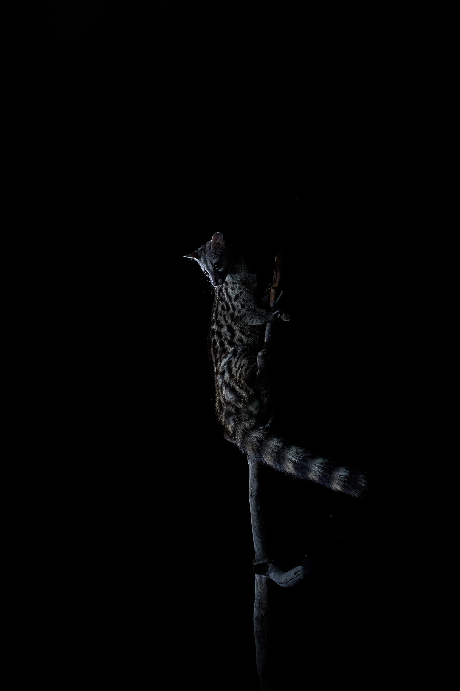 genetta maschio adulto