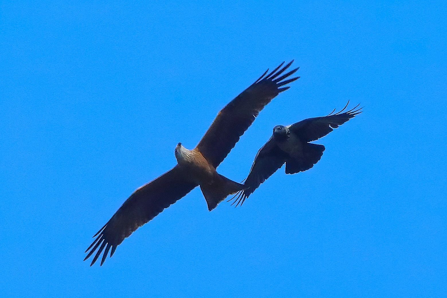 Nibbio vs Corvo 28 marzo 2025 - 0089