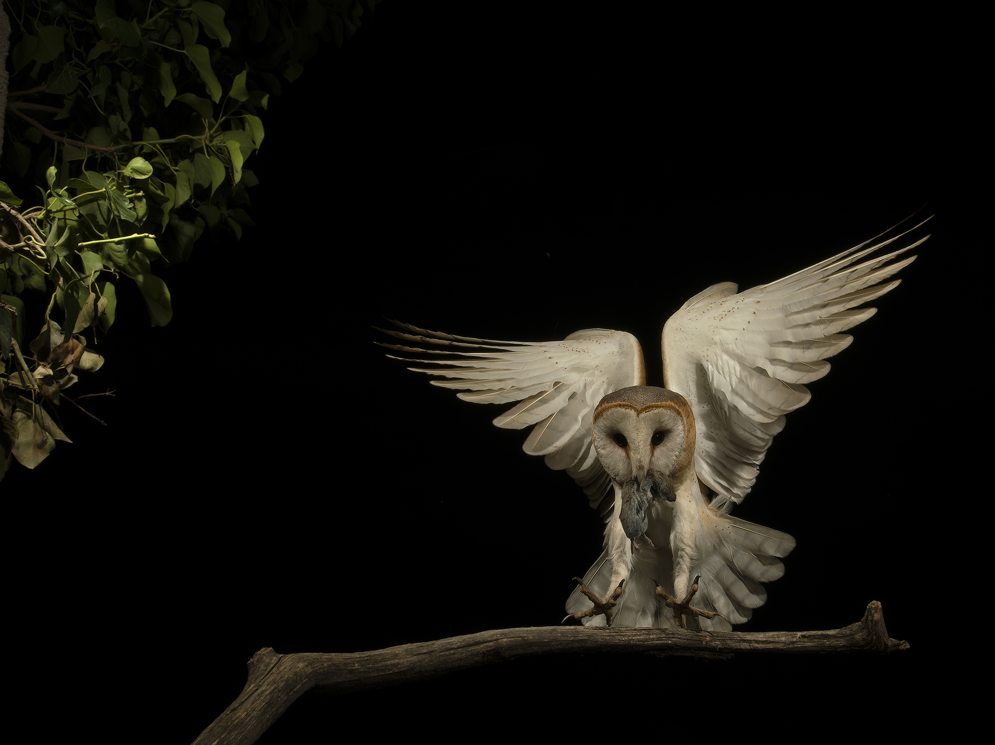 Barn owl (Tyto alba) with prey
