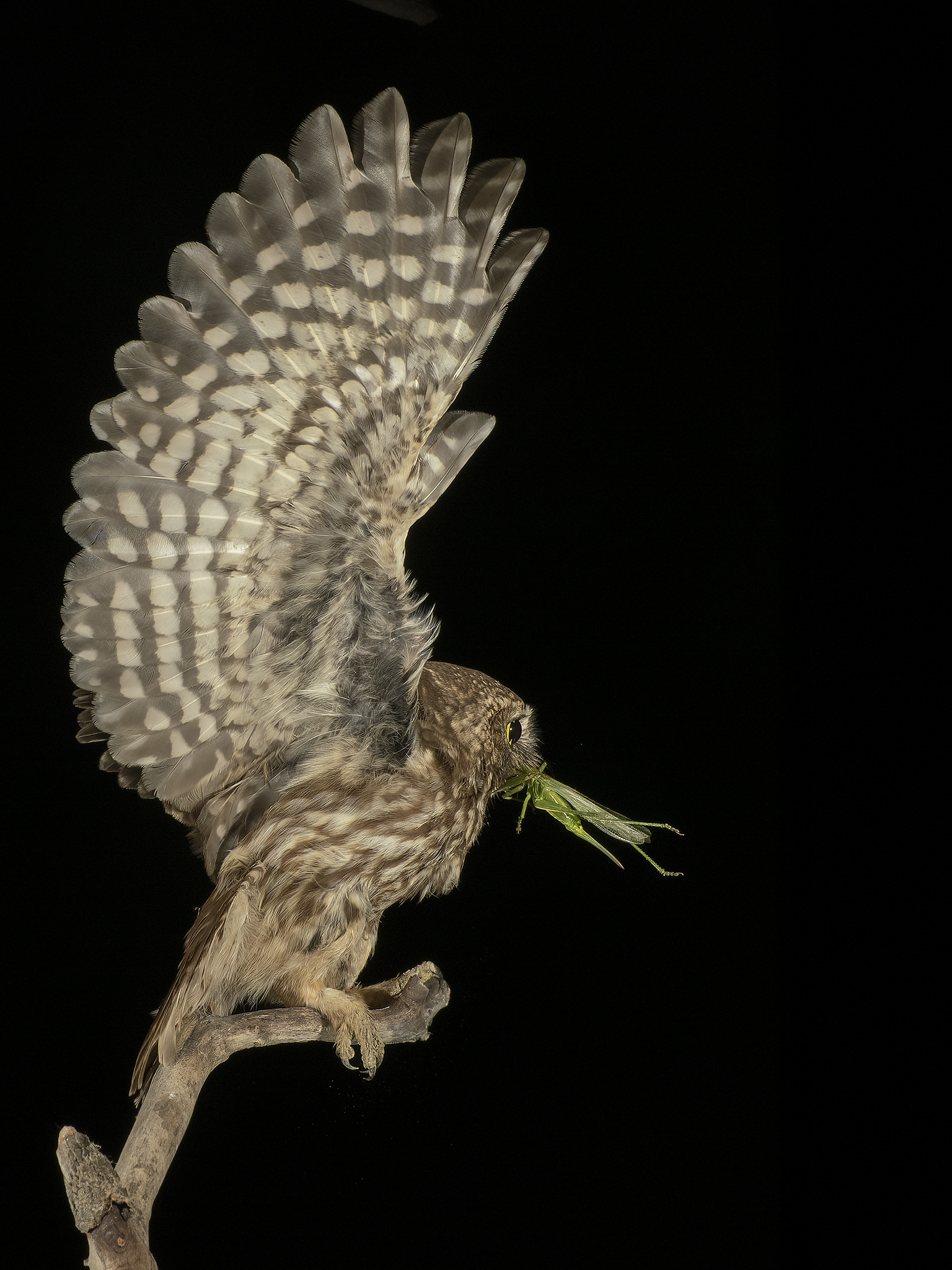Owl with prey
