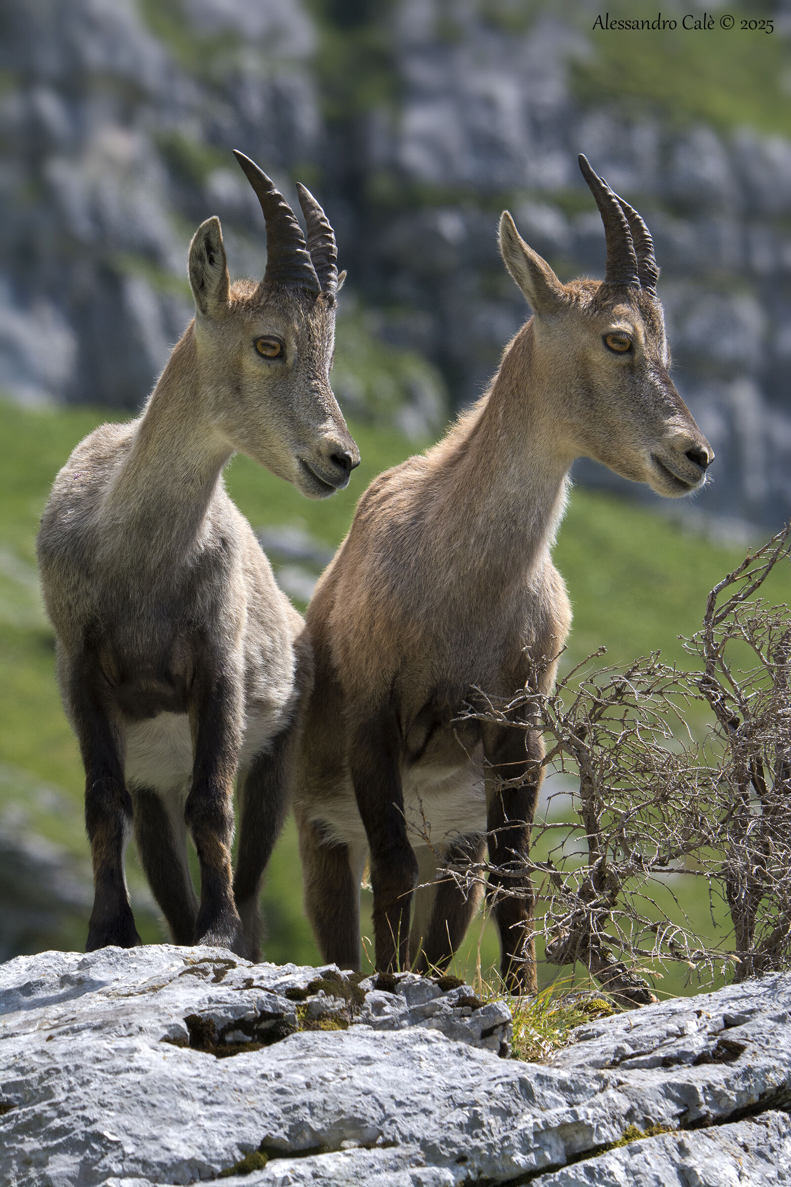 Capra Ibex (Stambecco) 7848