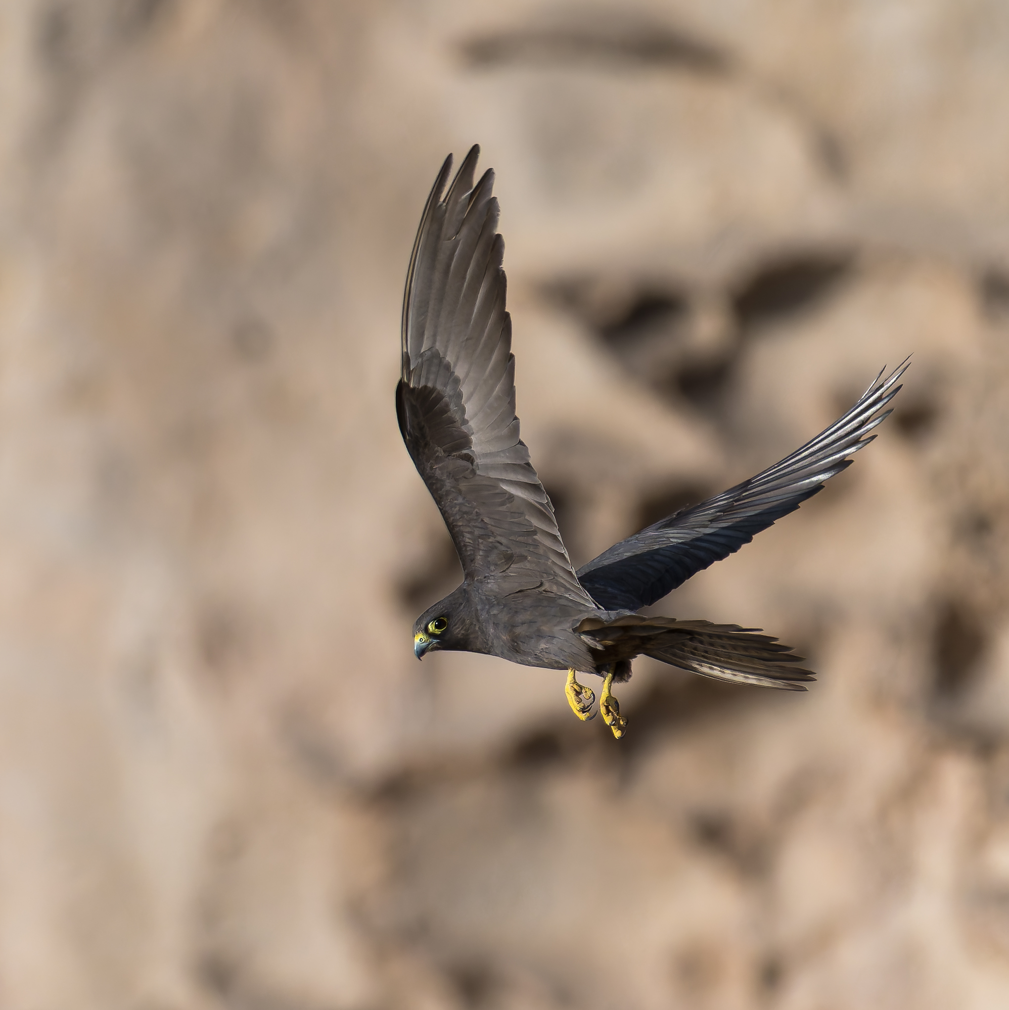 Eleonora's Falcon -Falco eleonorae