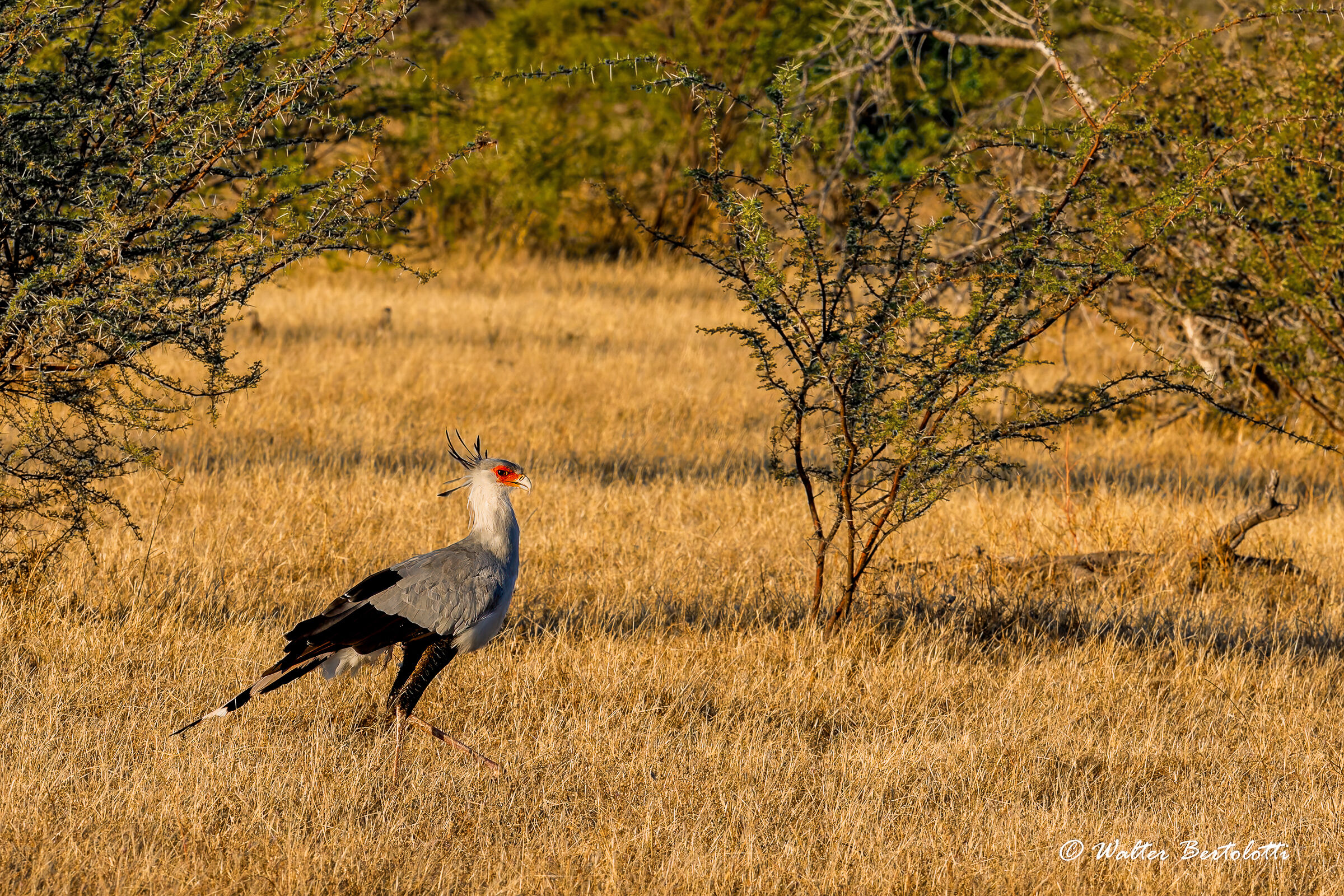 serpentario in caccia