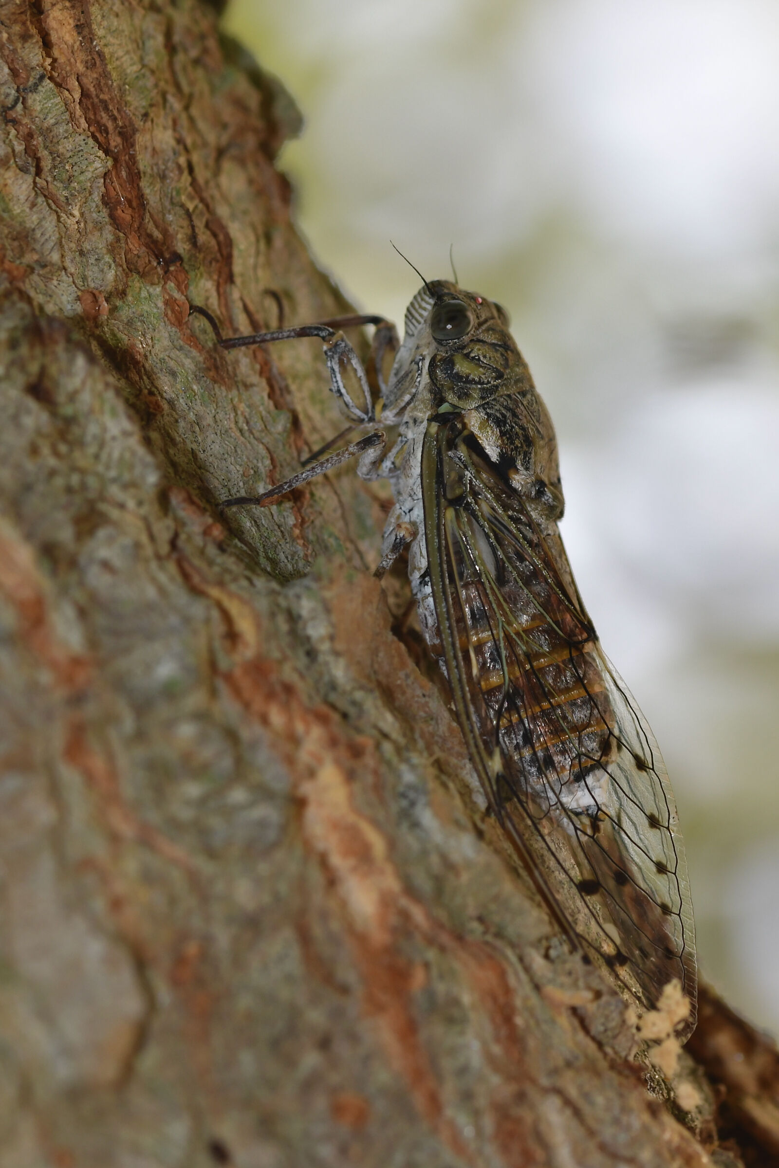 Cicada