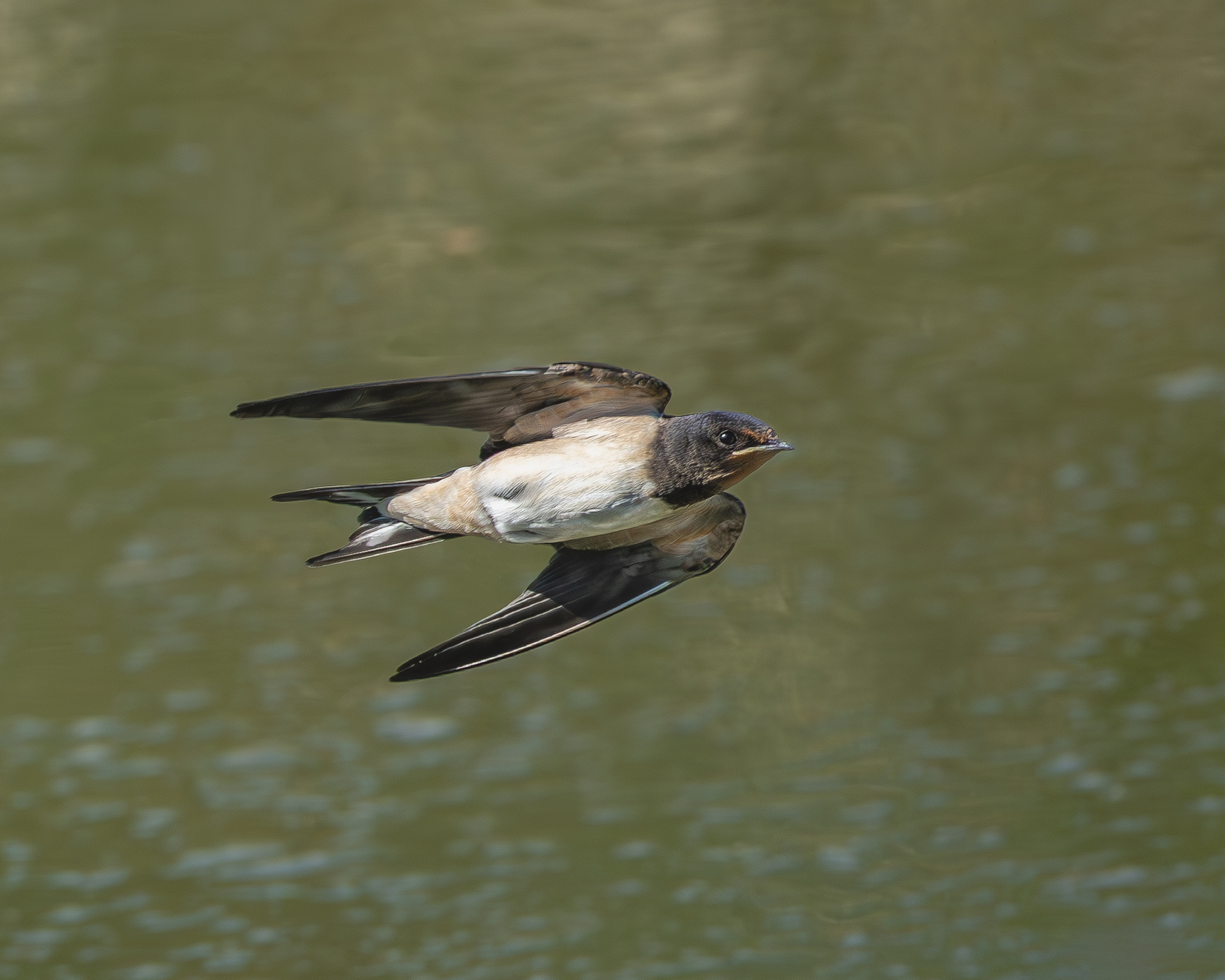 Swallow in flight