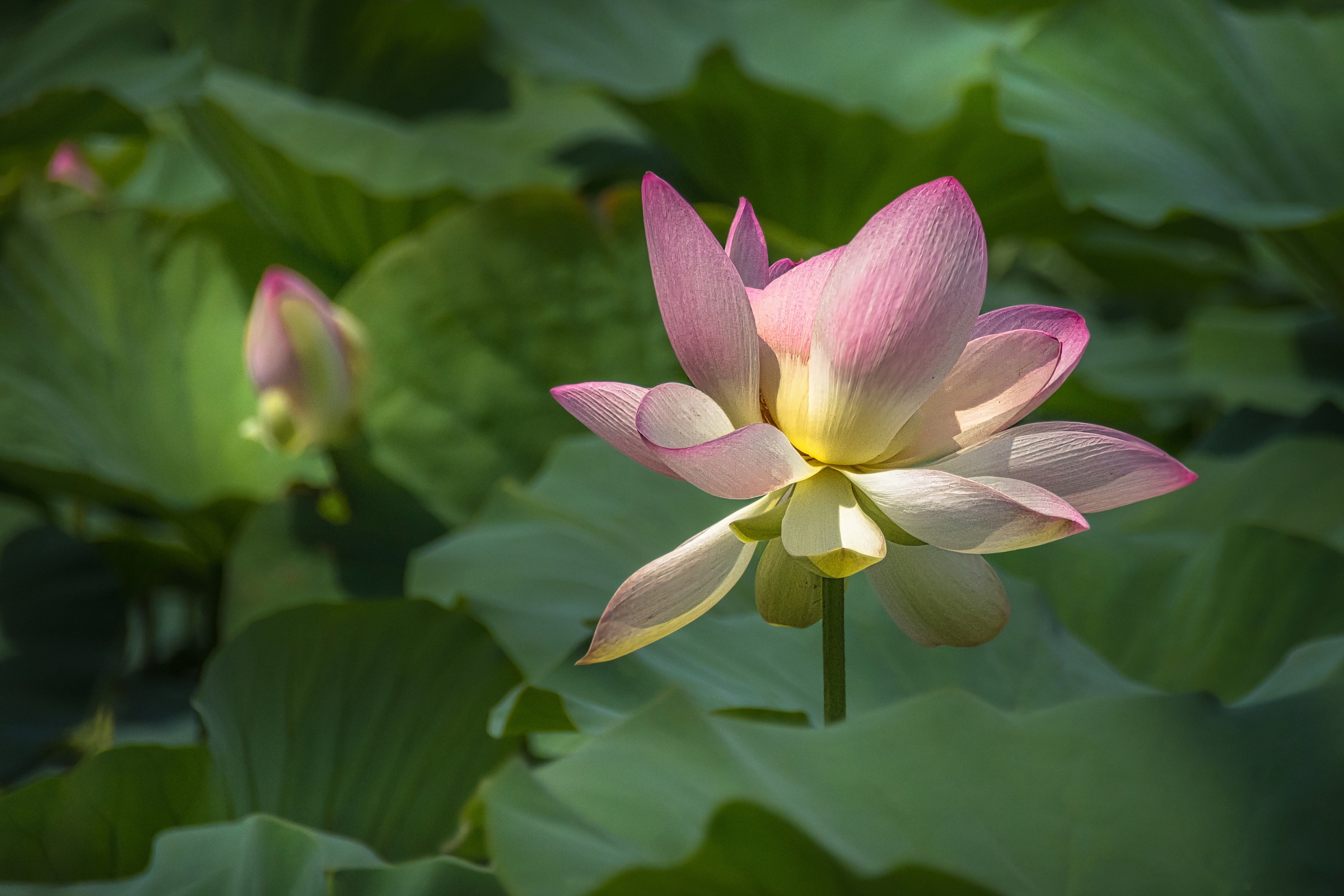 Lotus Flower