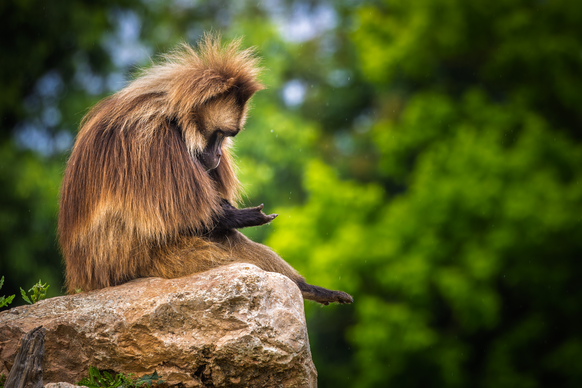 Gelada