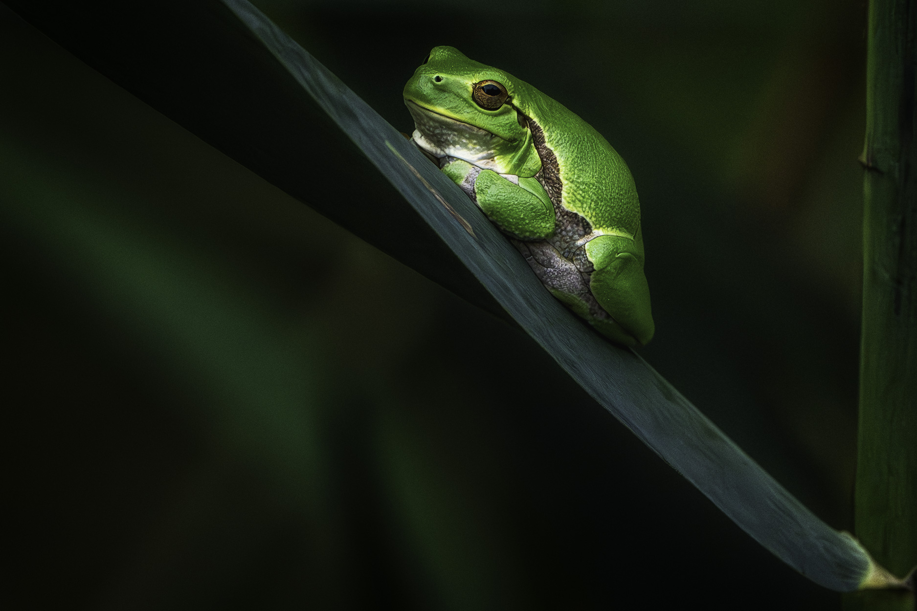 Tree frog