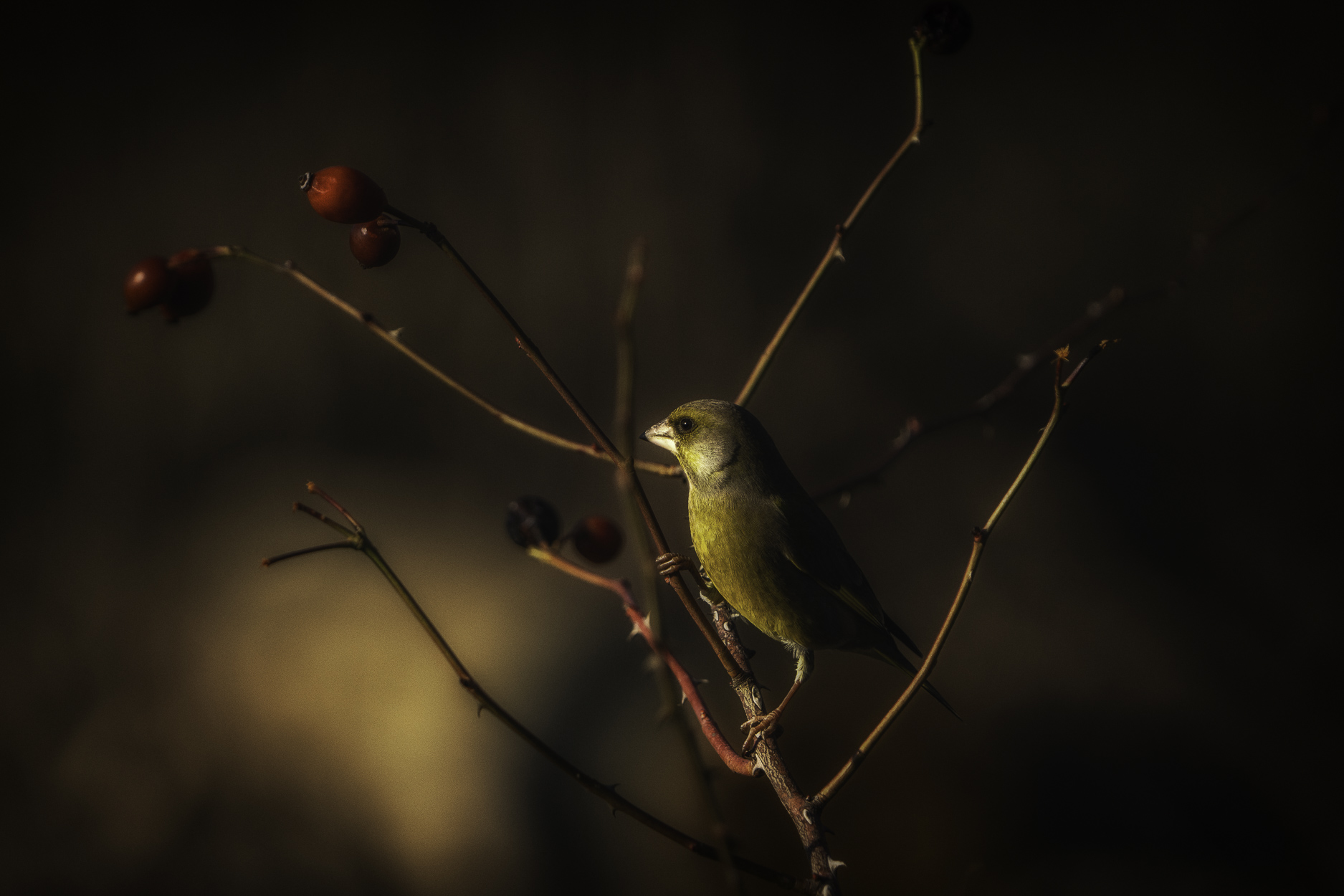 Greenfinch