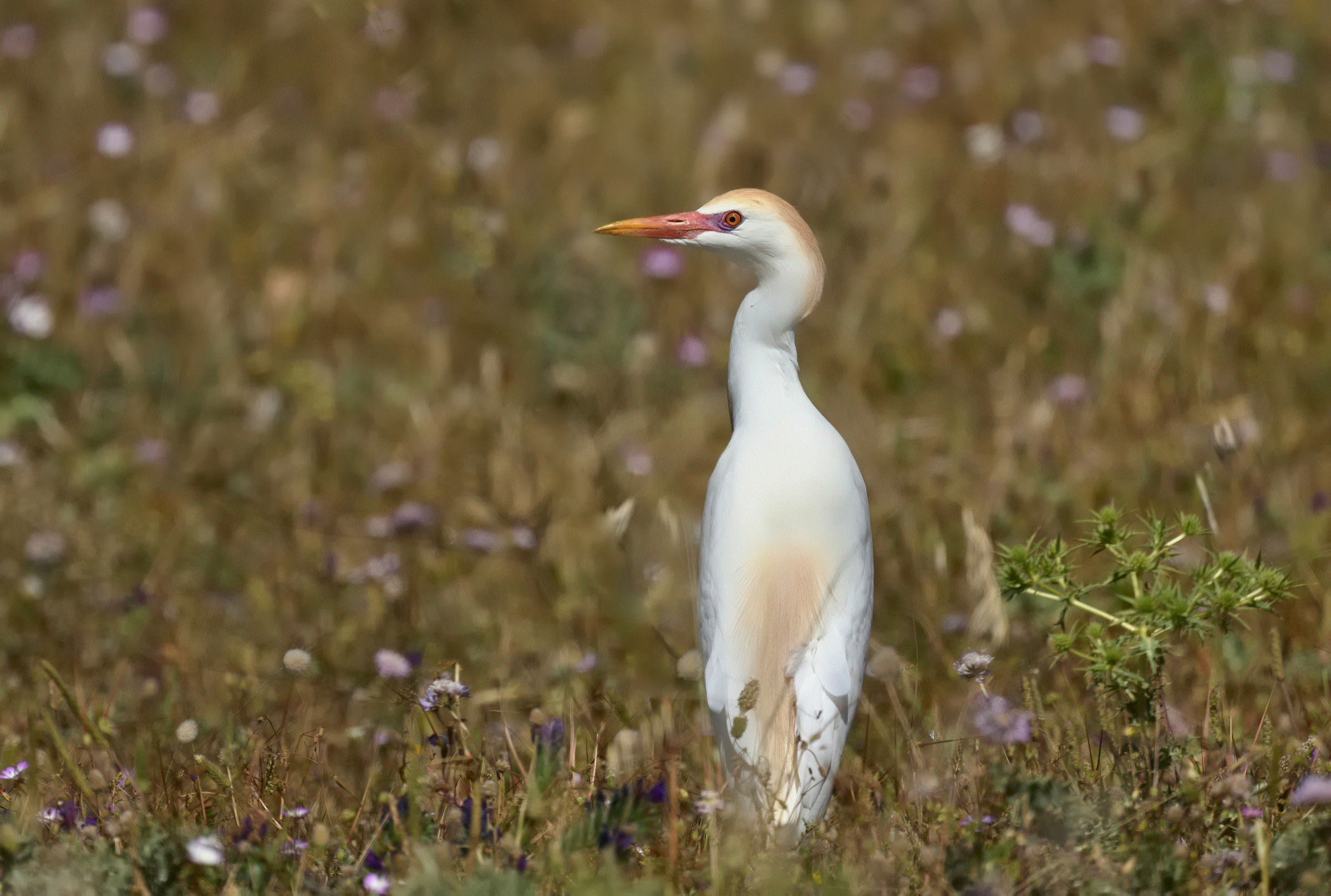 Cattle egret