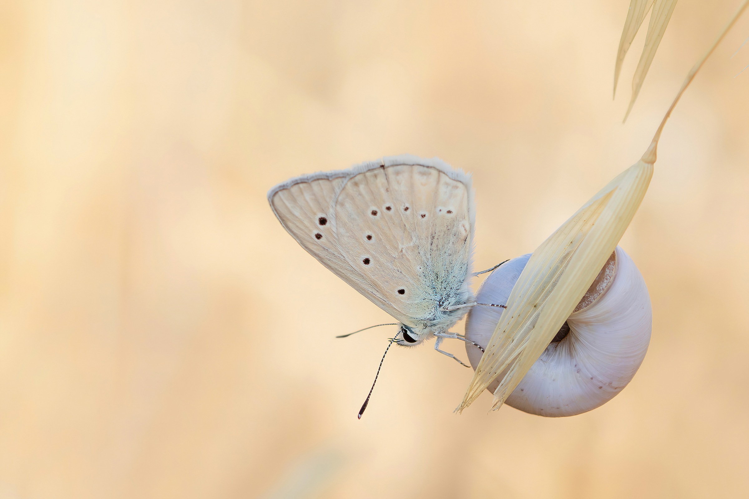 Polyommatus virgilius
