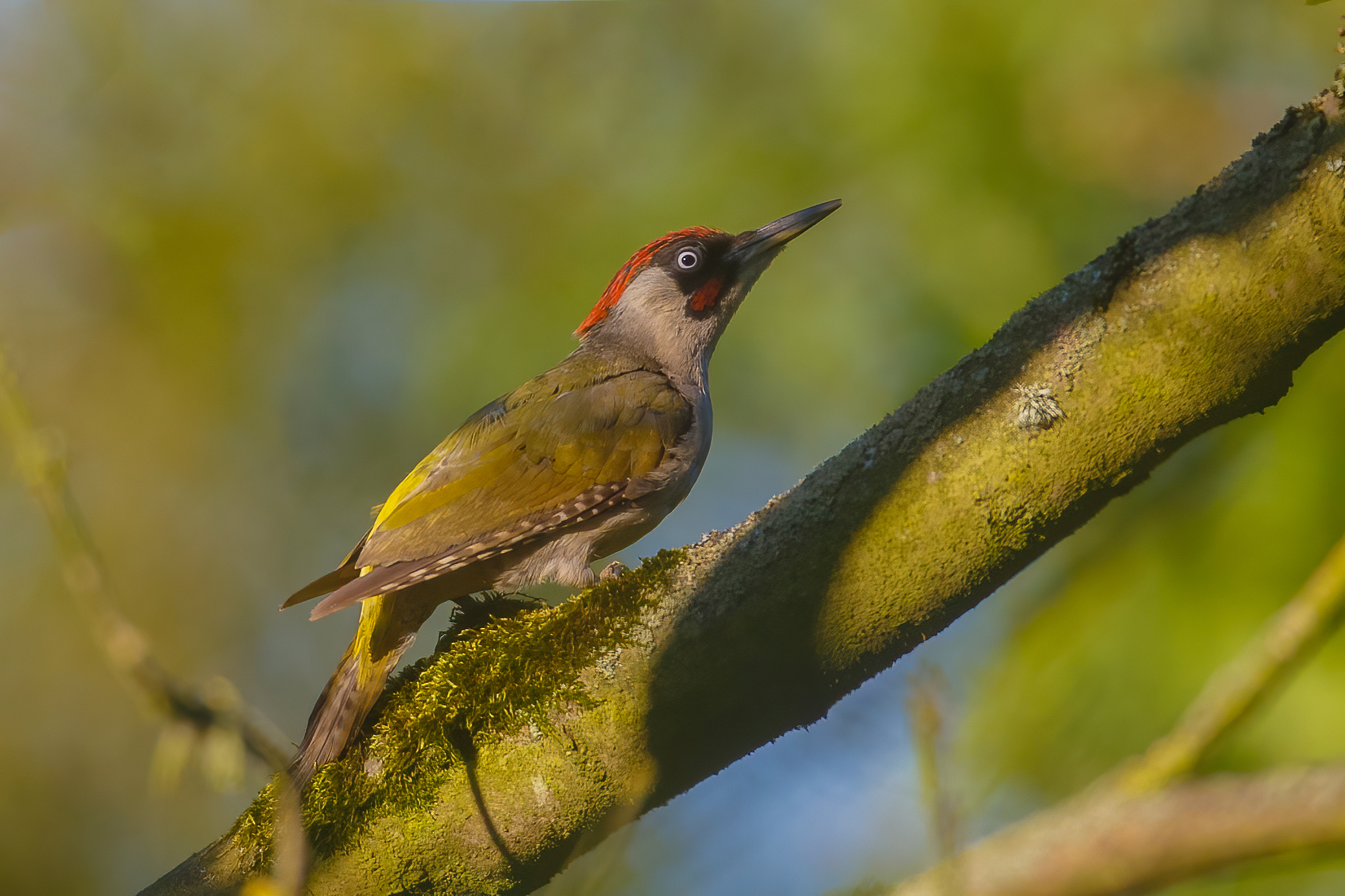 Picus viridis