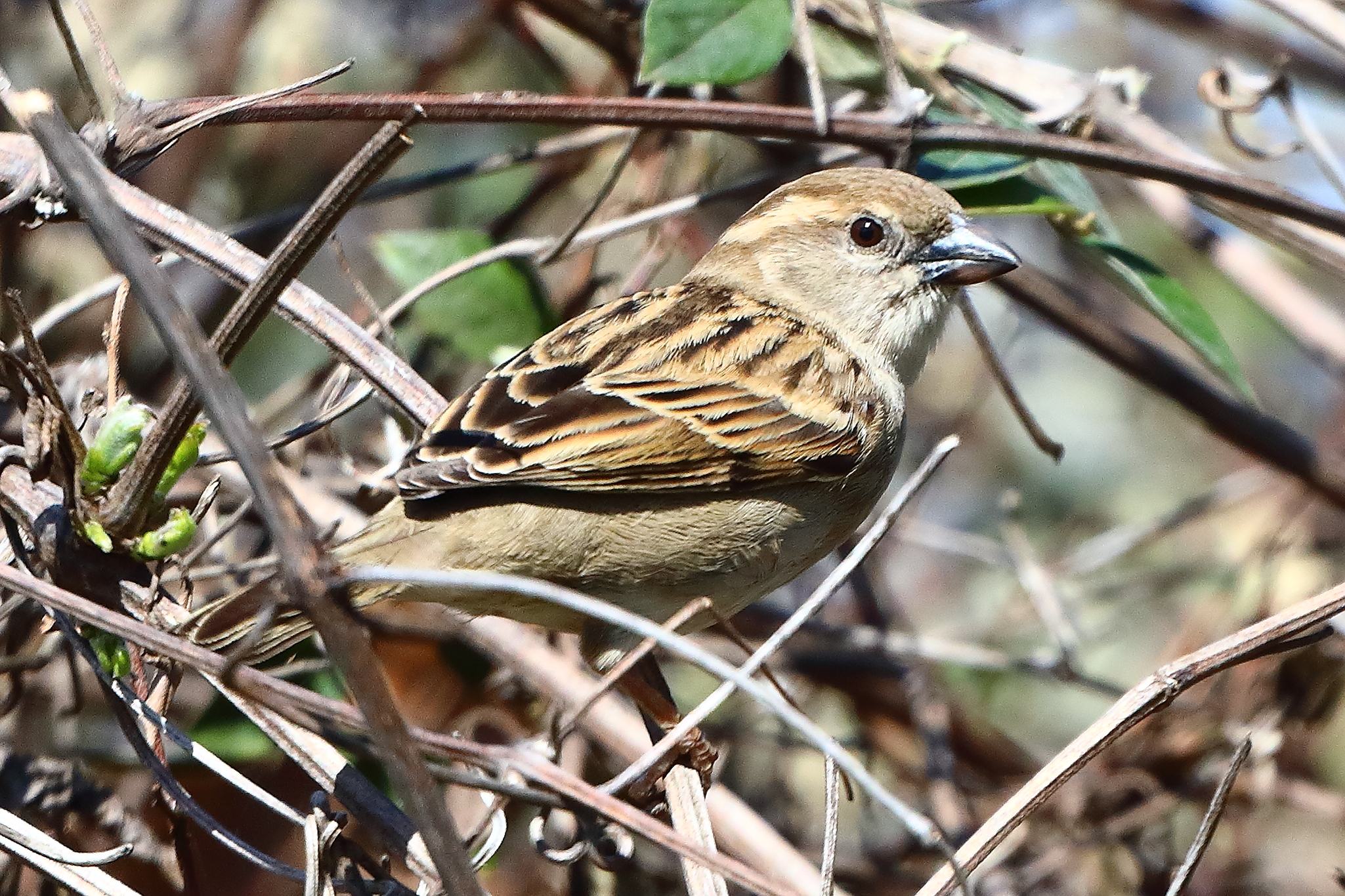 Passero 27 marzo 2025 - 0115