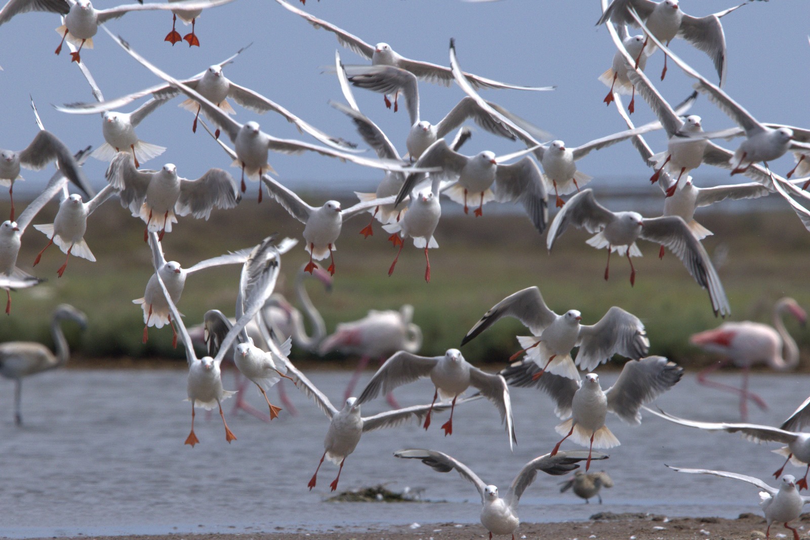 Un po' di confusione