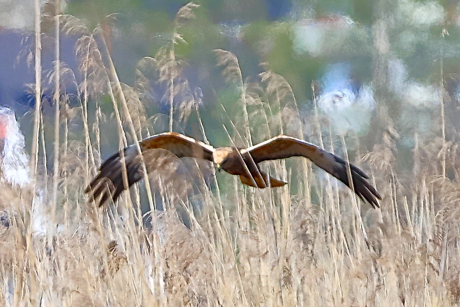 Falco di palude M 05 aprile 2025 - 0245