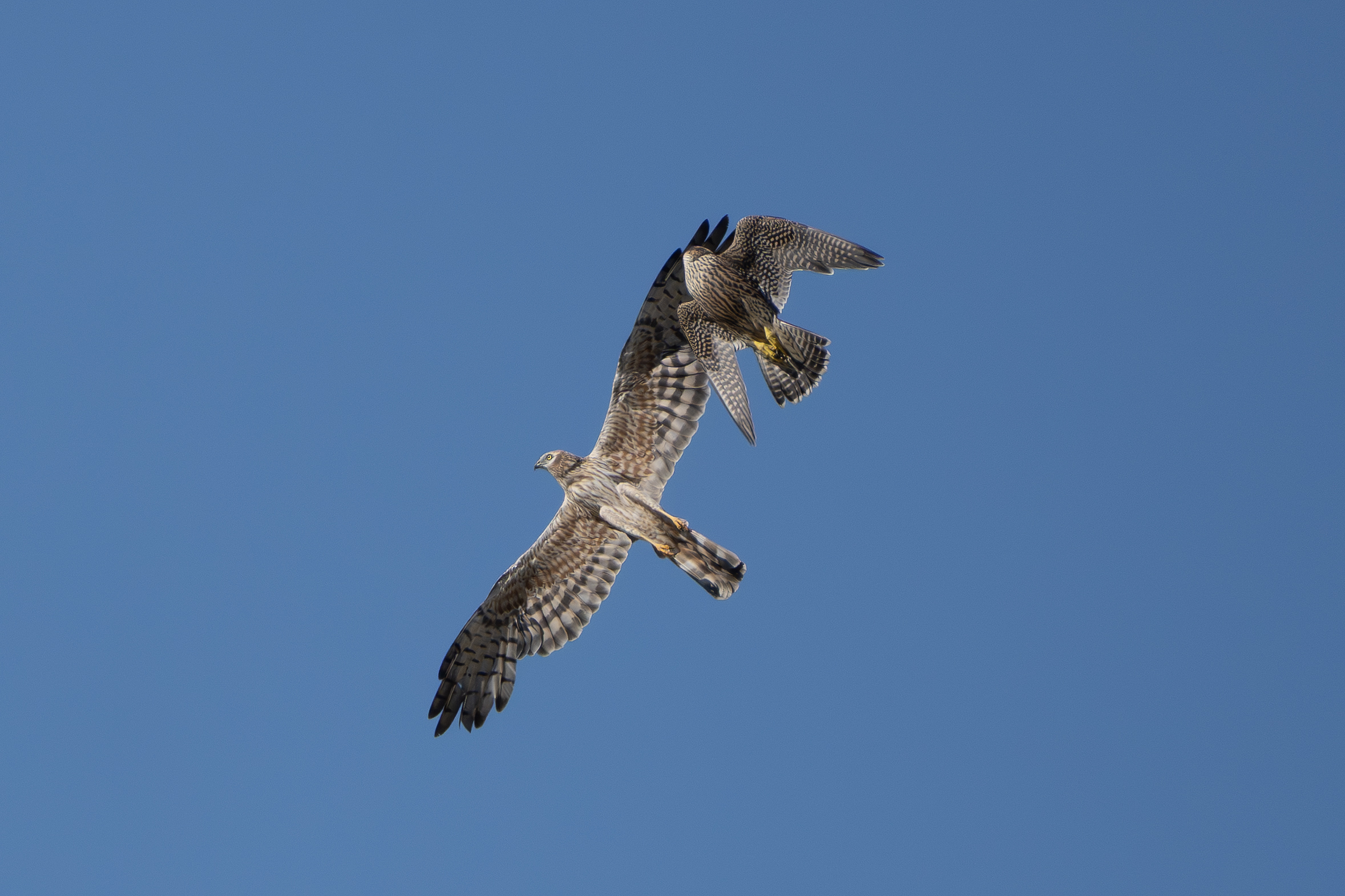 In an instant, the peregrine falcon strikes