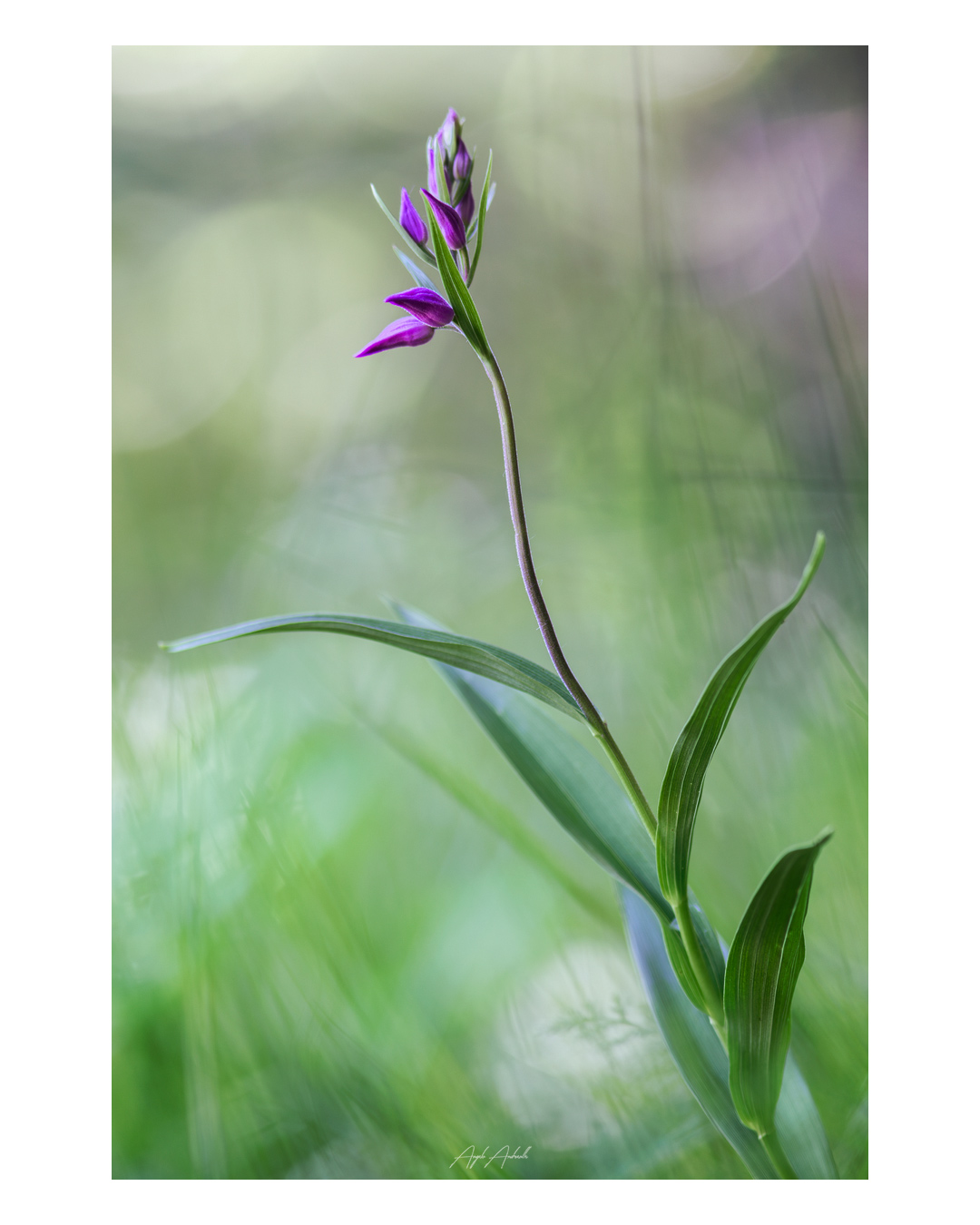 Monte Grappa Cephalanthera rubra