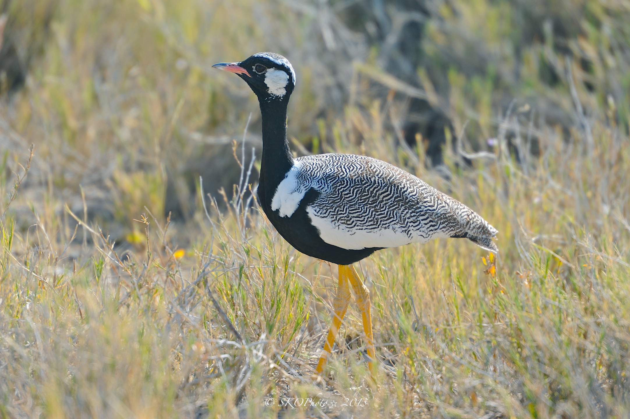 Otarda dal ventre nero