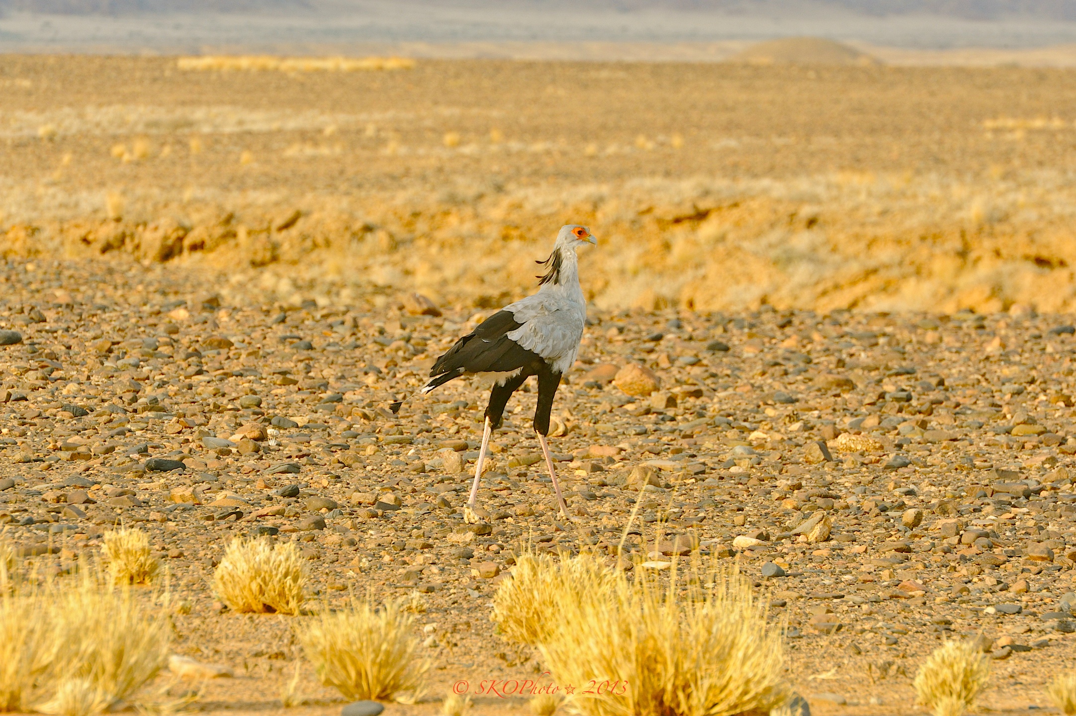 Segretario o Serpentario