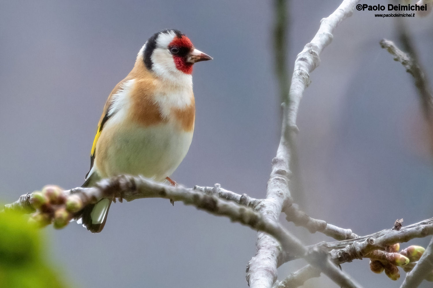 Il colorato Cardellino tra i germogli