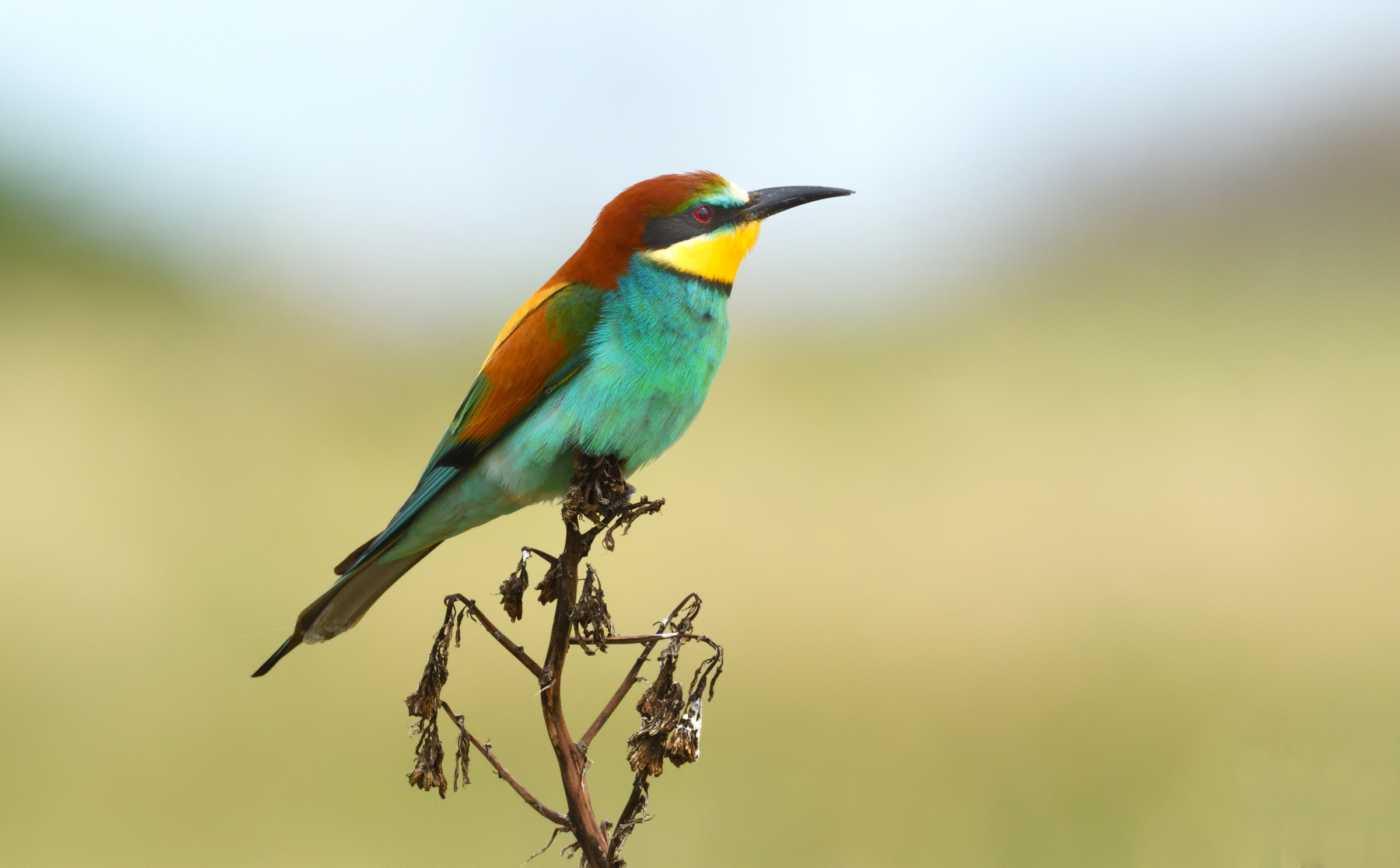Bee-eater
