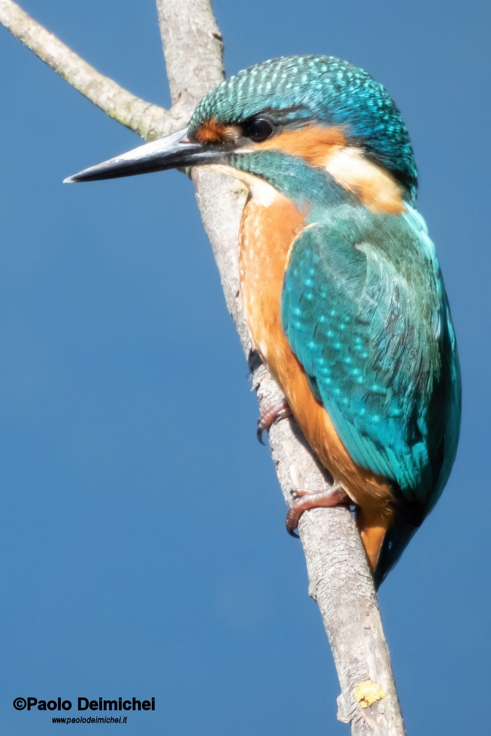 Martin pescatore giovane
