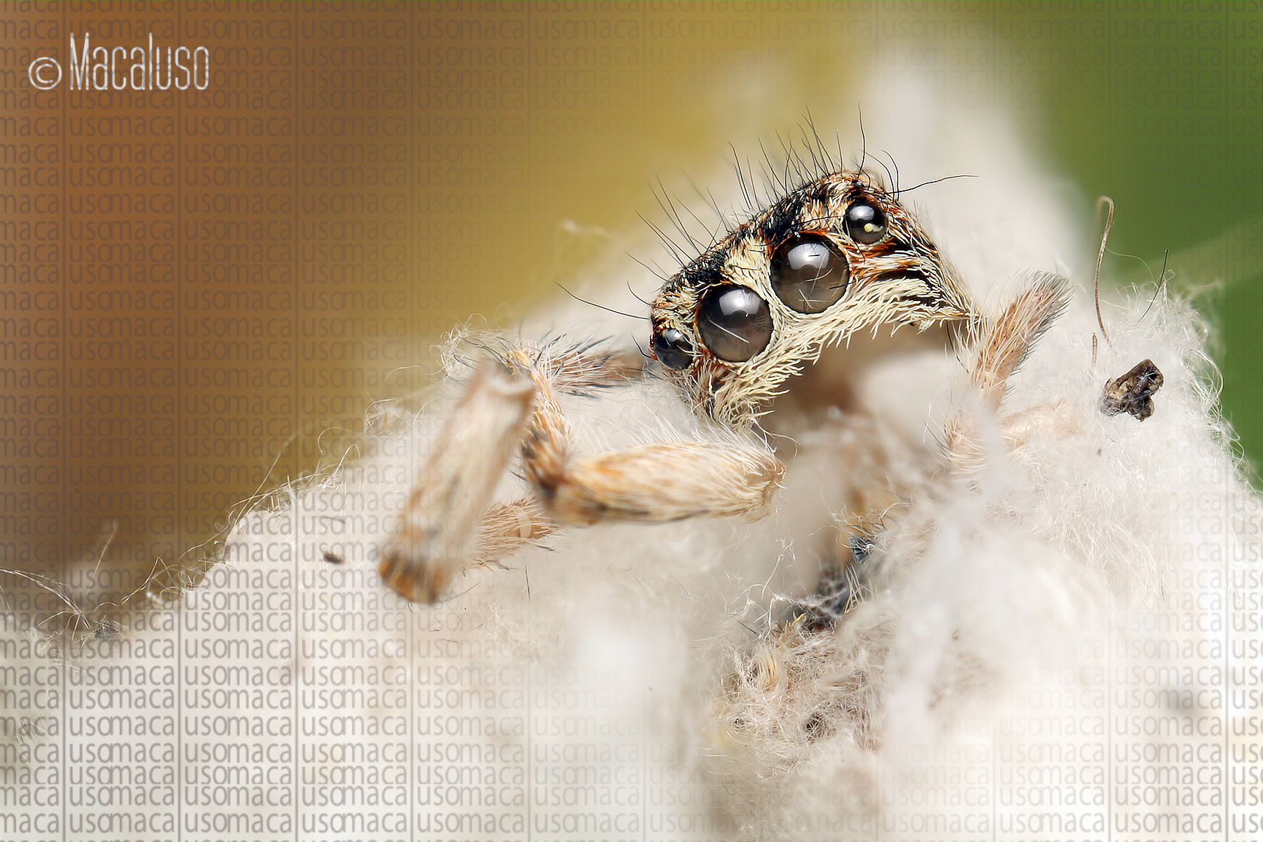 changes macaroeris nidicolens