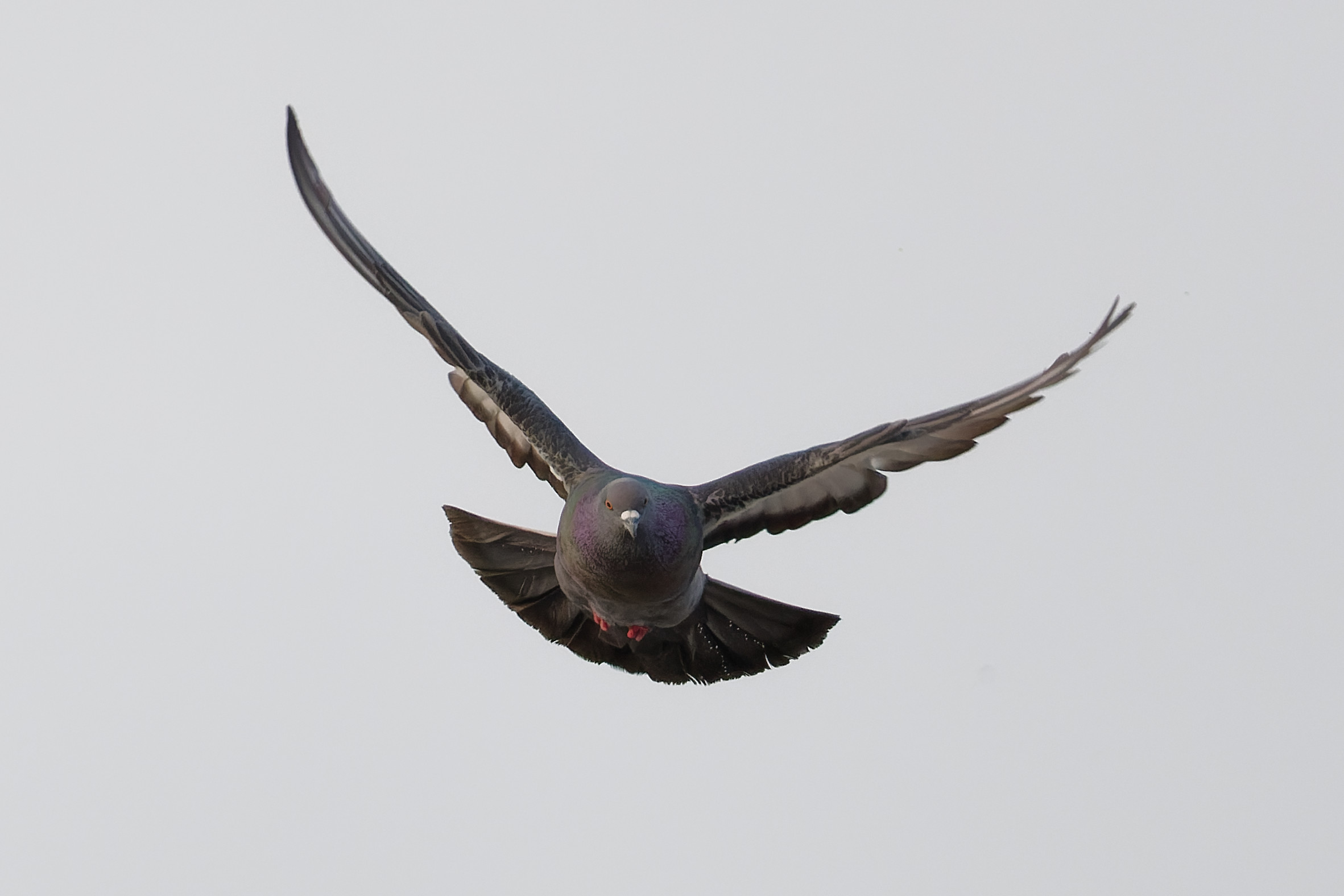 Pigeon in flight