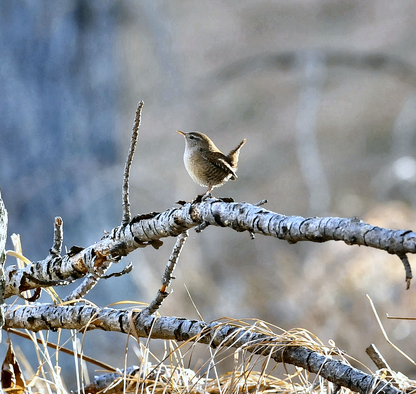 Wren
