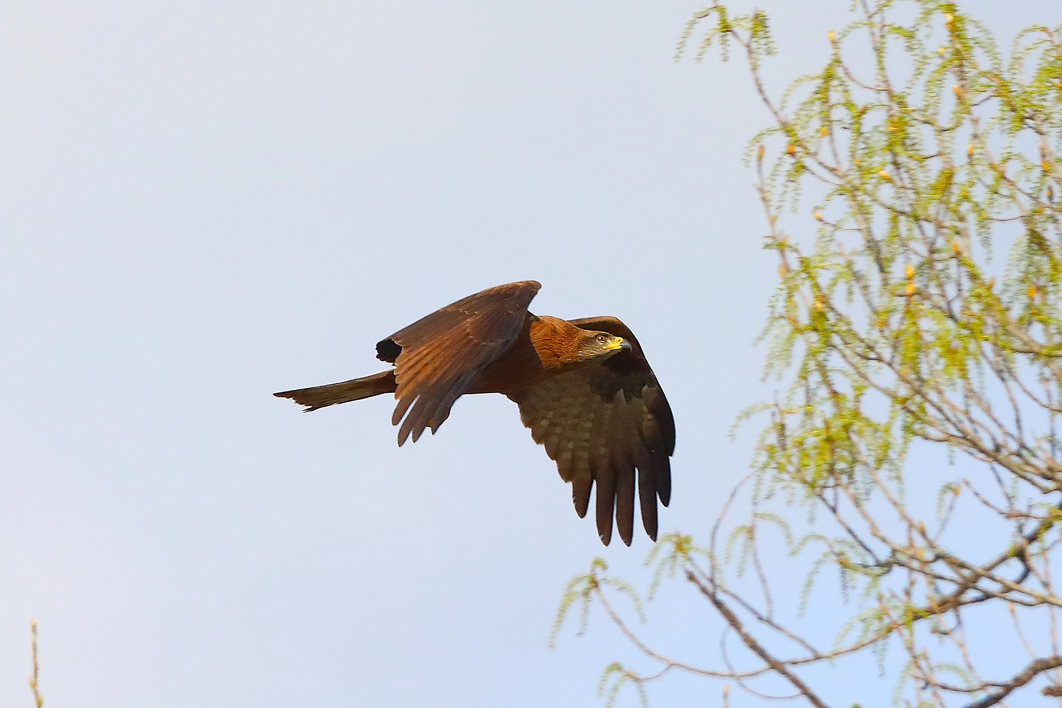 Nibbio bruno 29 marzo 2025 - 0186