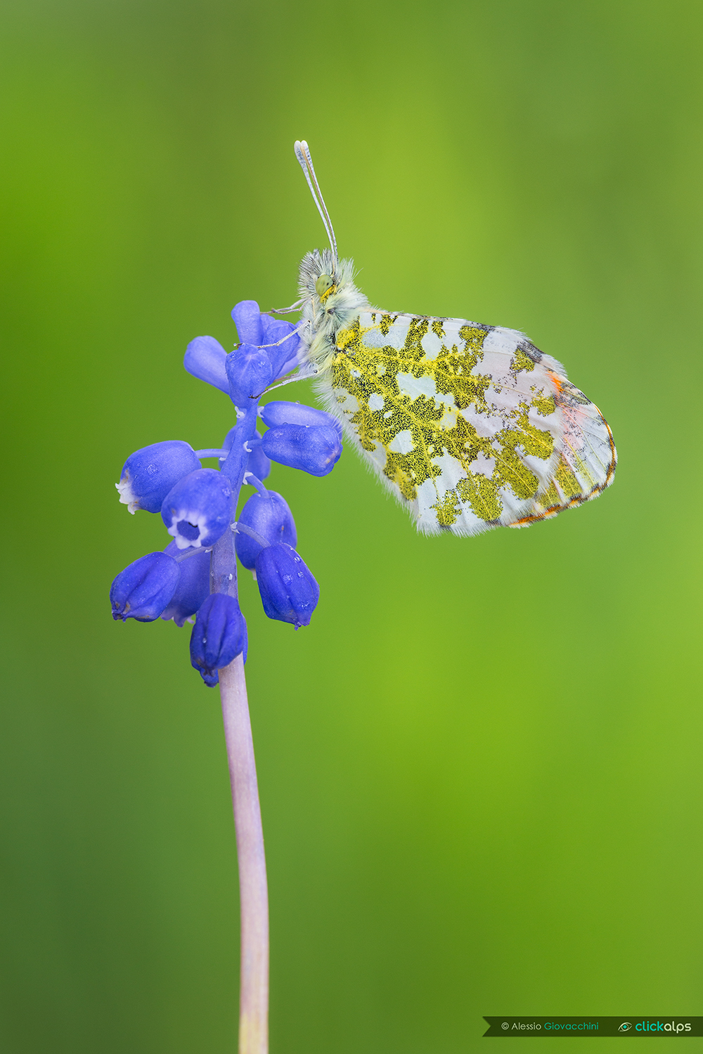 Anthocharis cardamines