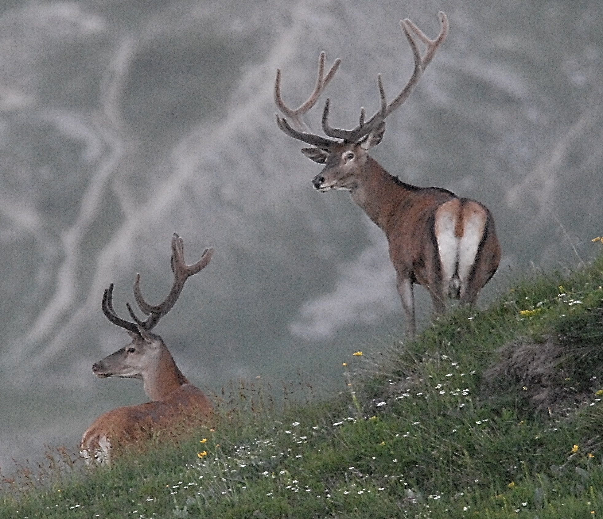 pair of deer