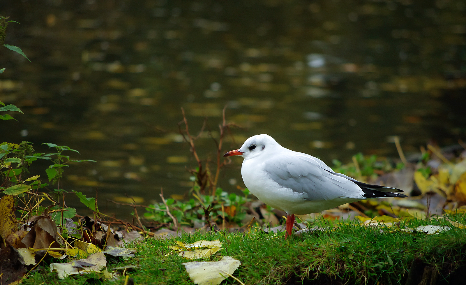 I'm a red billed gull