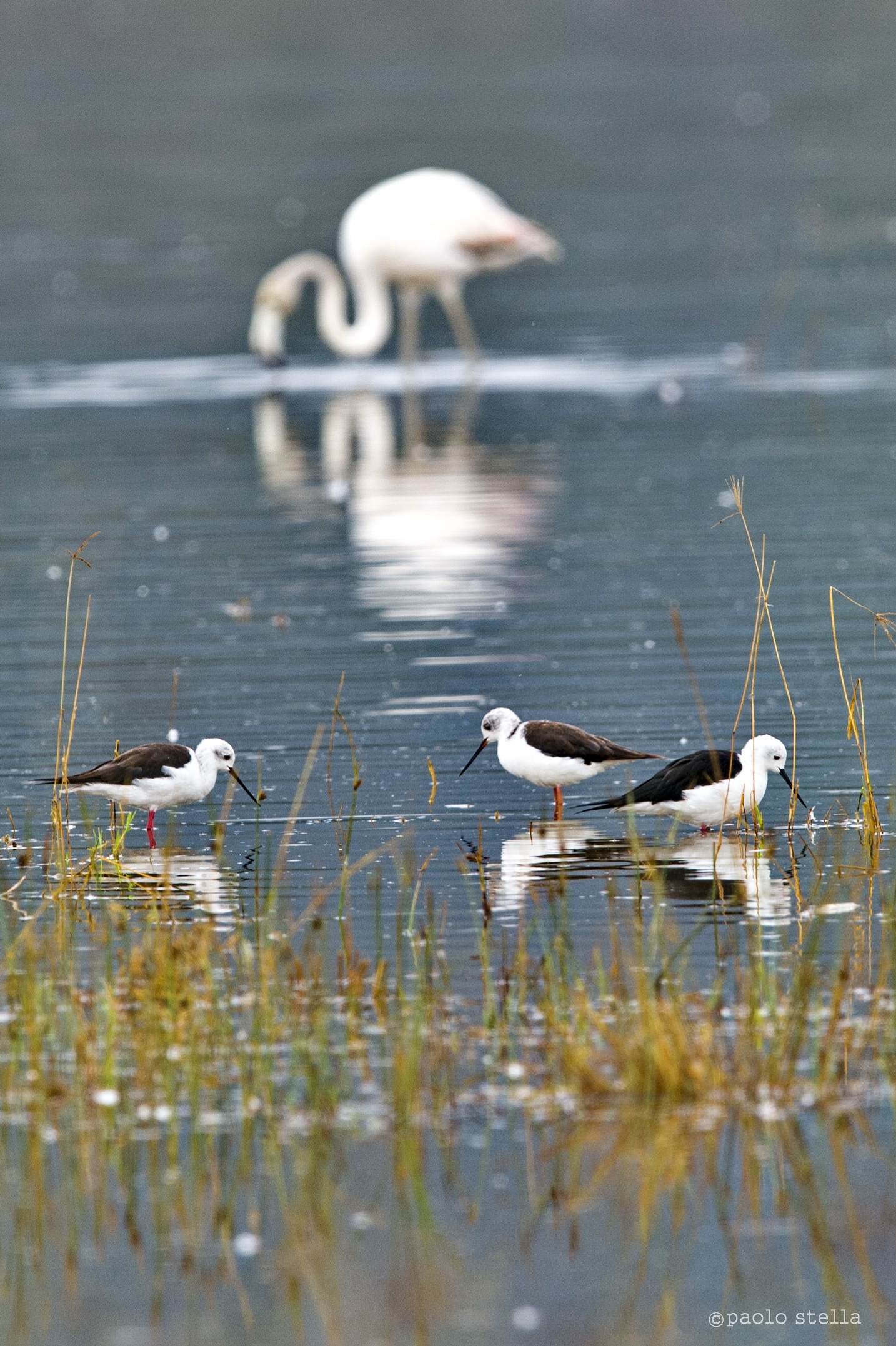black-winged stilts