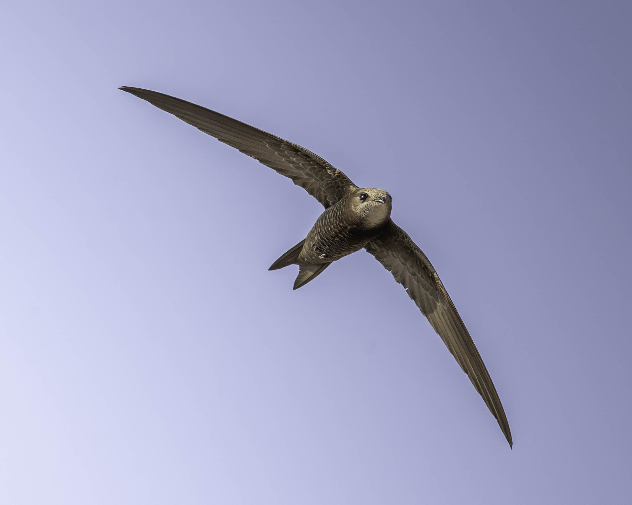 Common swift