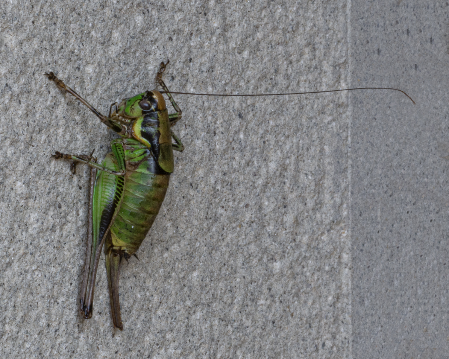 Crippled Eupholidoptera chabrieri